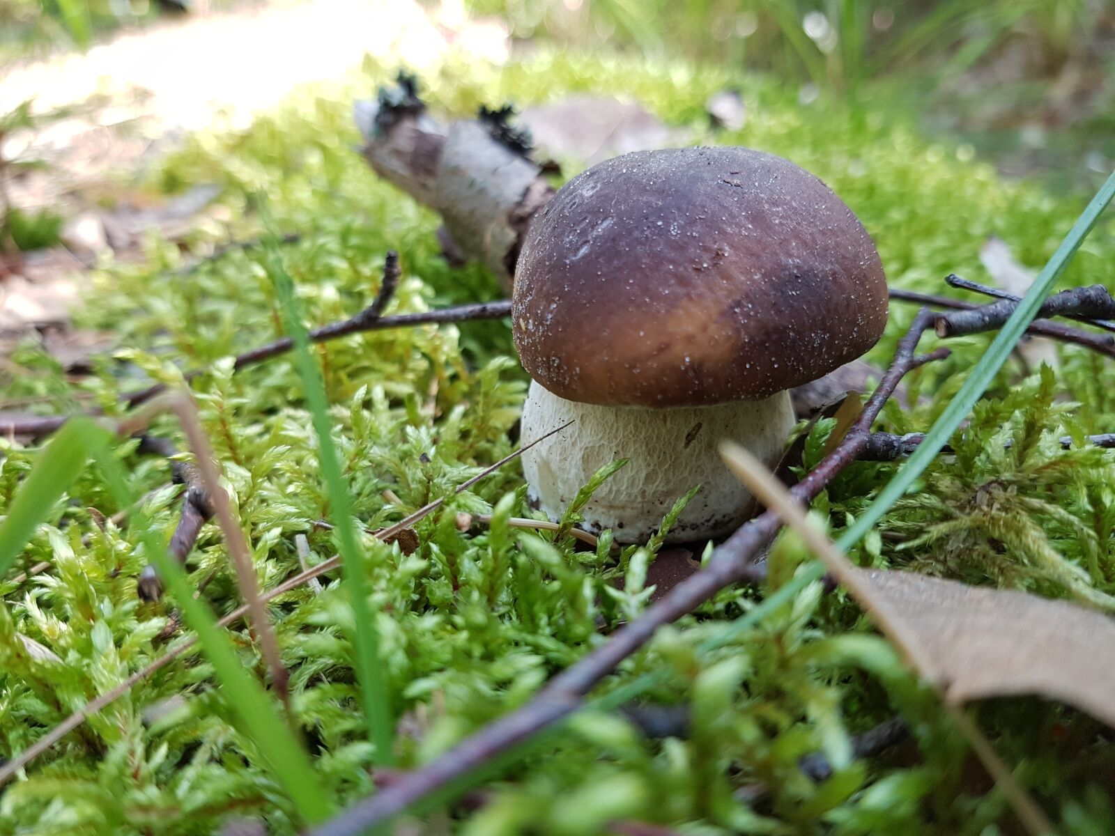Samsung SM-G930F sample photo. Mushroom, forest, velikodvor'ye photography