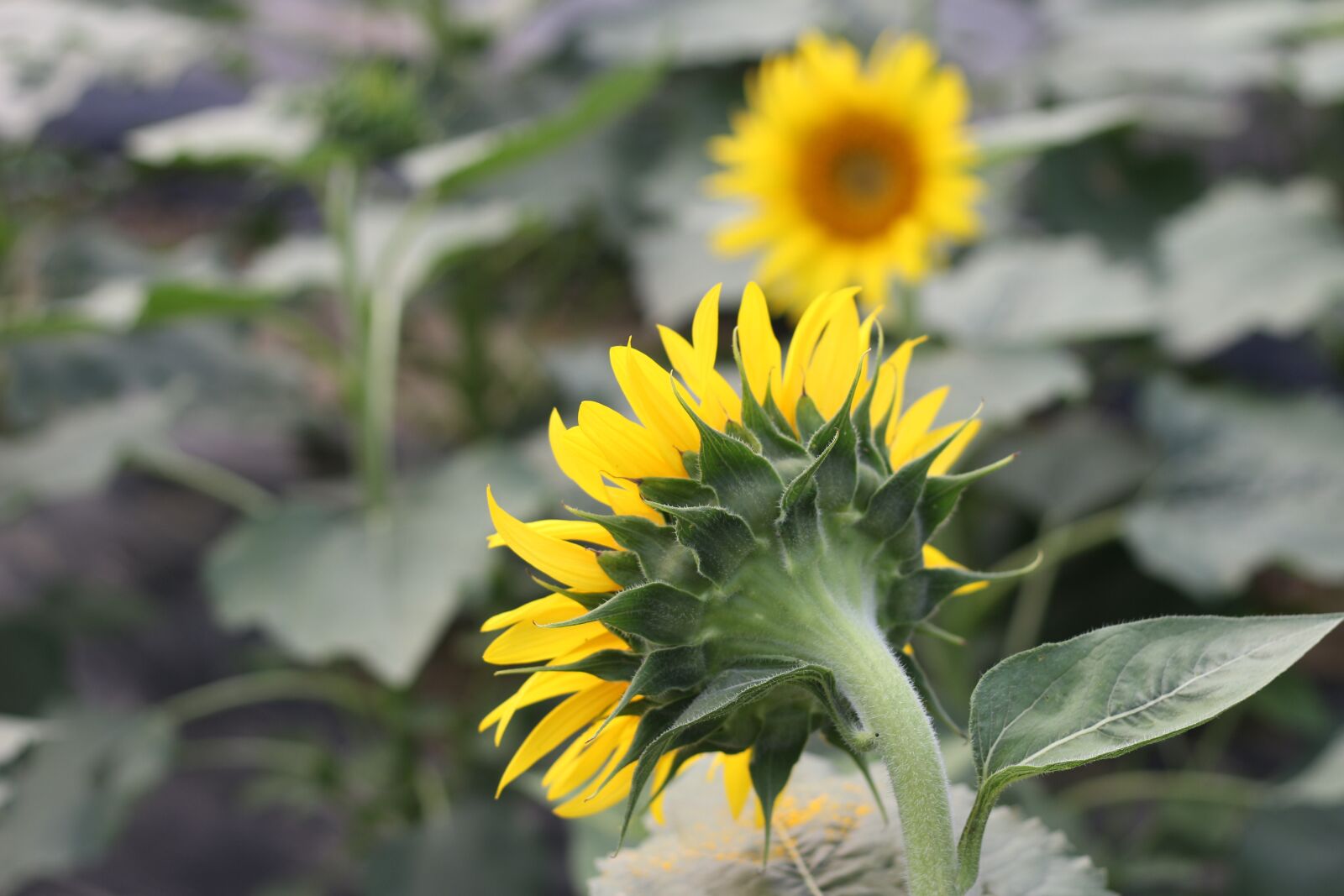Canon EOS 100D (EOS Rebel SL1 / EOS Kiss X7) + Canon EF 50mm F1.8 STM sample photo. Sunflower, green, open country photography