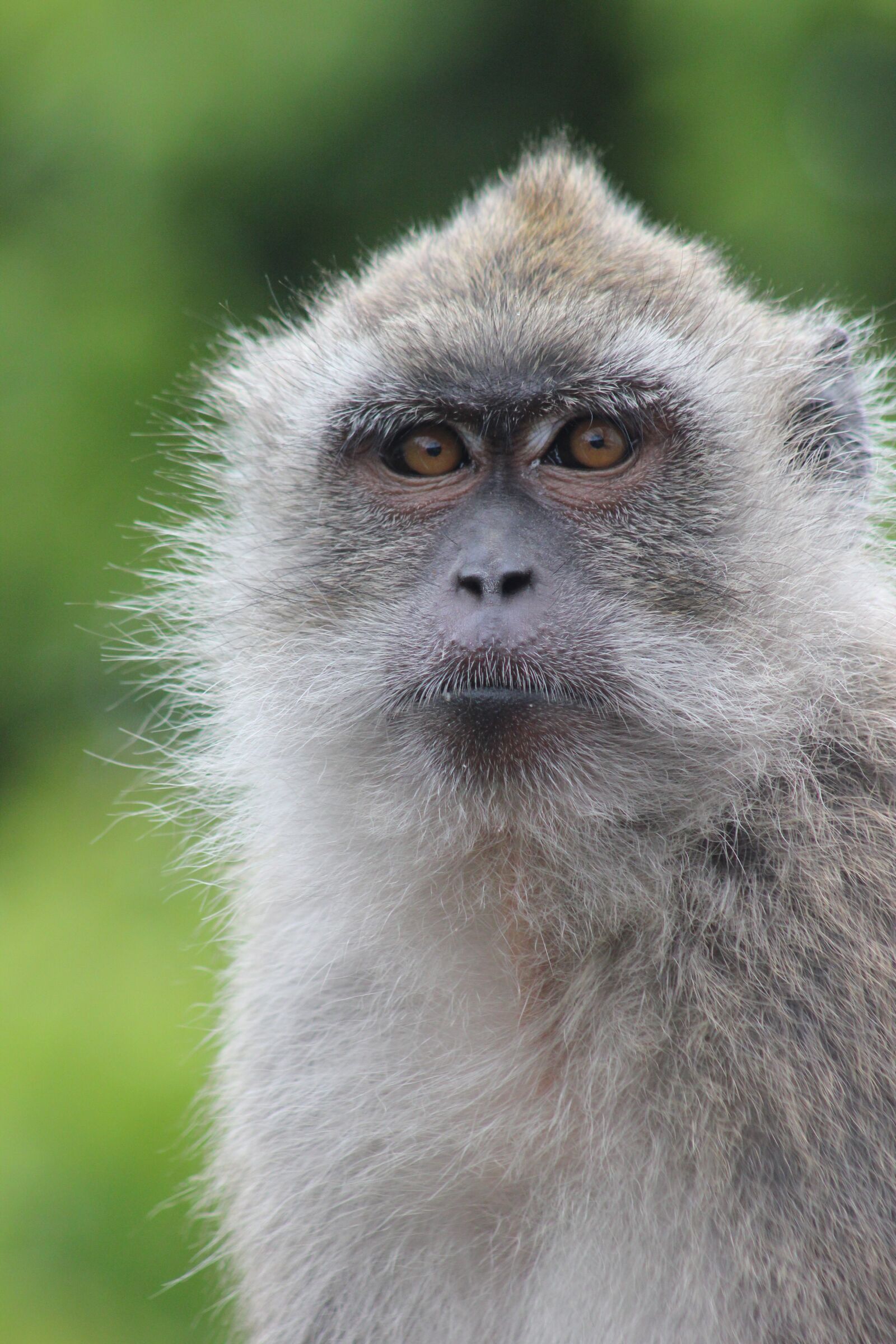 Canon EOS 550D (EOS Rebel T2i / EOS Kiss X4) sample photo. Monkey, portrait, nature photography