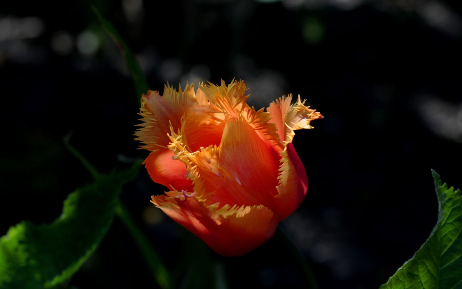 Canon EOS 7D Mark II + Canon EF 50mm F1.8 STM sample photo. Tulipa lambada, orange, franjetulp photography