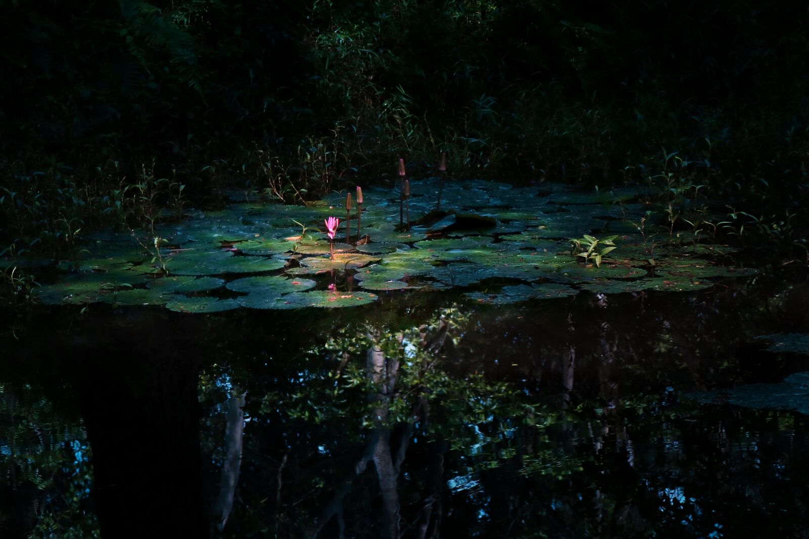 Canon EOS 750D (EOS Rebel T6i / EOS Kiss X8i) sample photo. Water lilies, the darkened photography