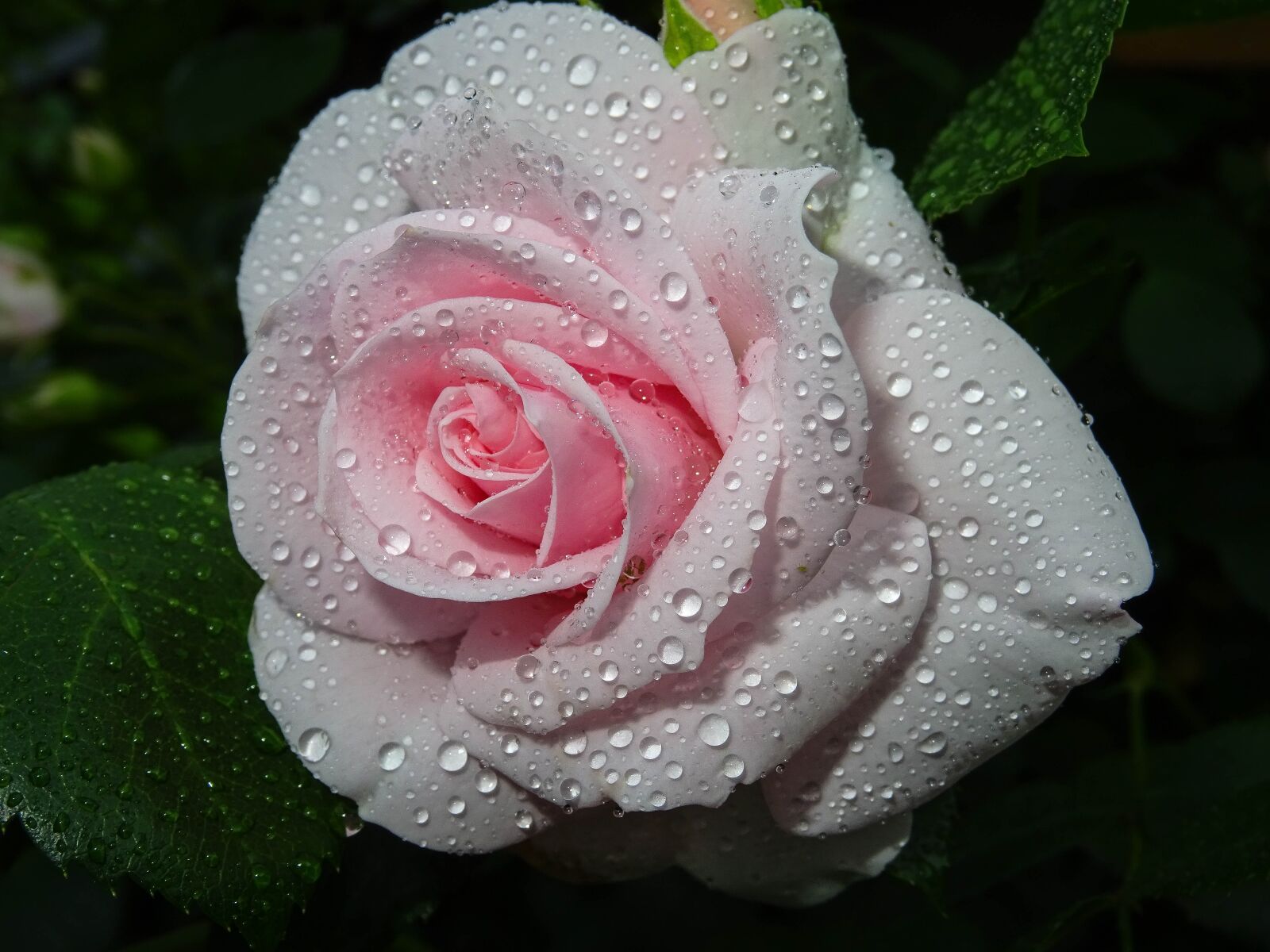 Sony DSC-HX60V sample photo. Rose, pink, drip photography