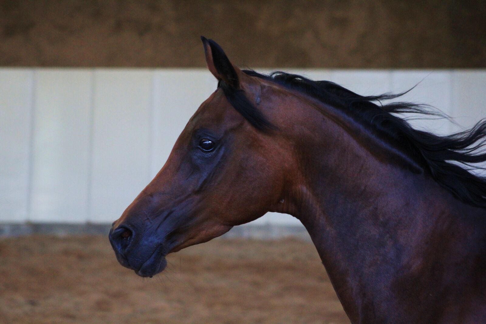 Canon EF 75-300mm f/4-5.6 sample photo. Arabs, horse, stallion photography