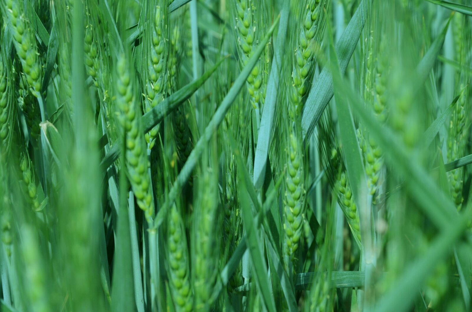 Nikon D7000 sample photo. Nature, field, fields photography