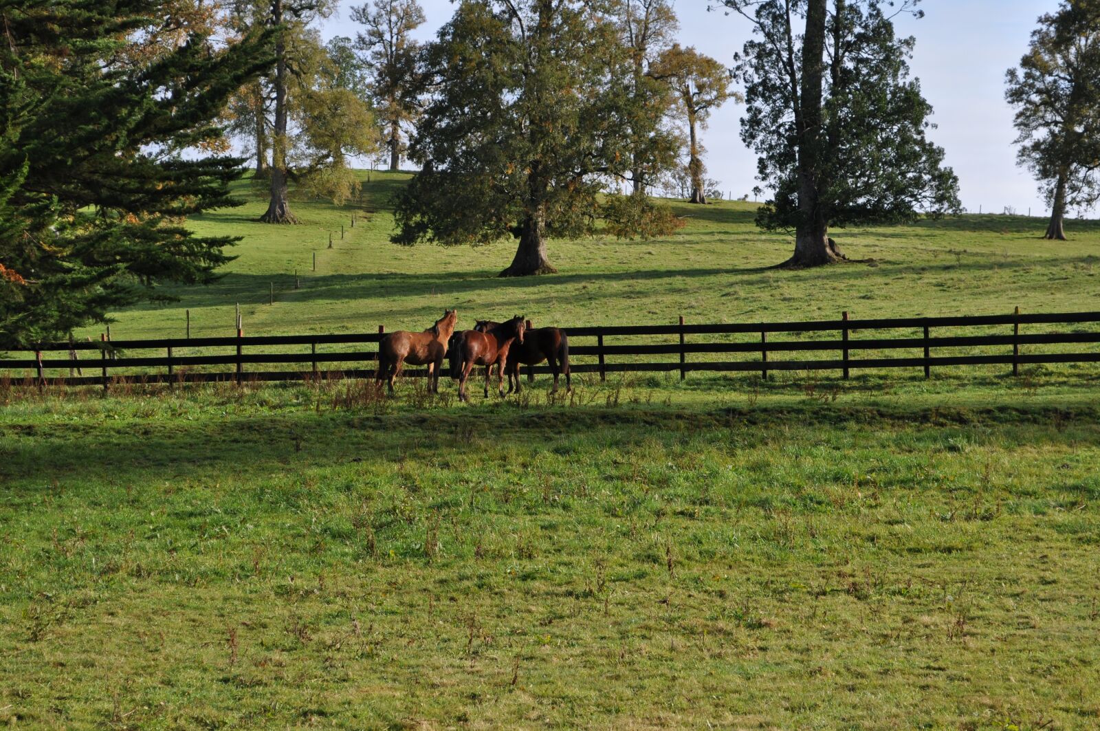 Nikon D5000 sample photo. Field, horses, nature photography