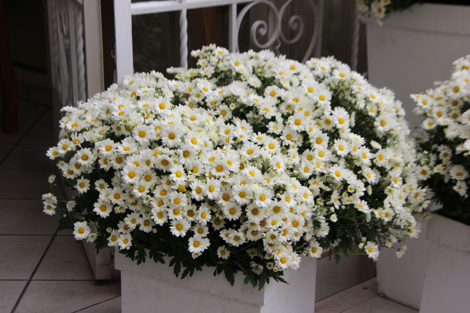 Canon EOS 600D (Rebel EOS T3i / EOS Kiss X5) sample photo. Flower arrangement, white flowers photography