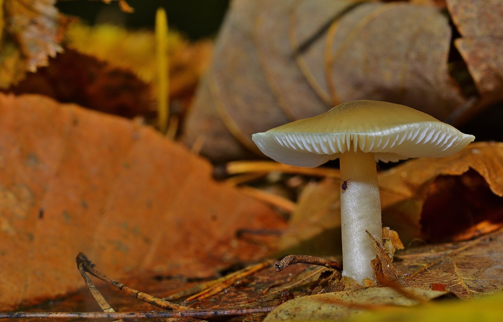 Nikon D5200 sample photo. Forest, leaves, mushroom photography