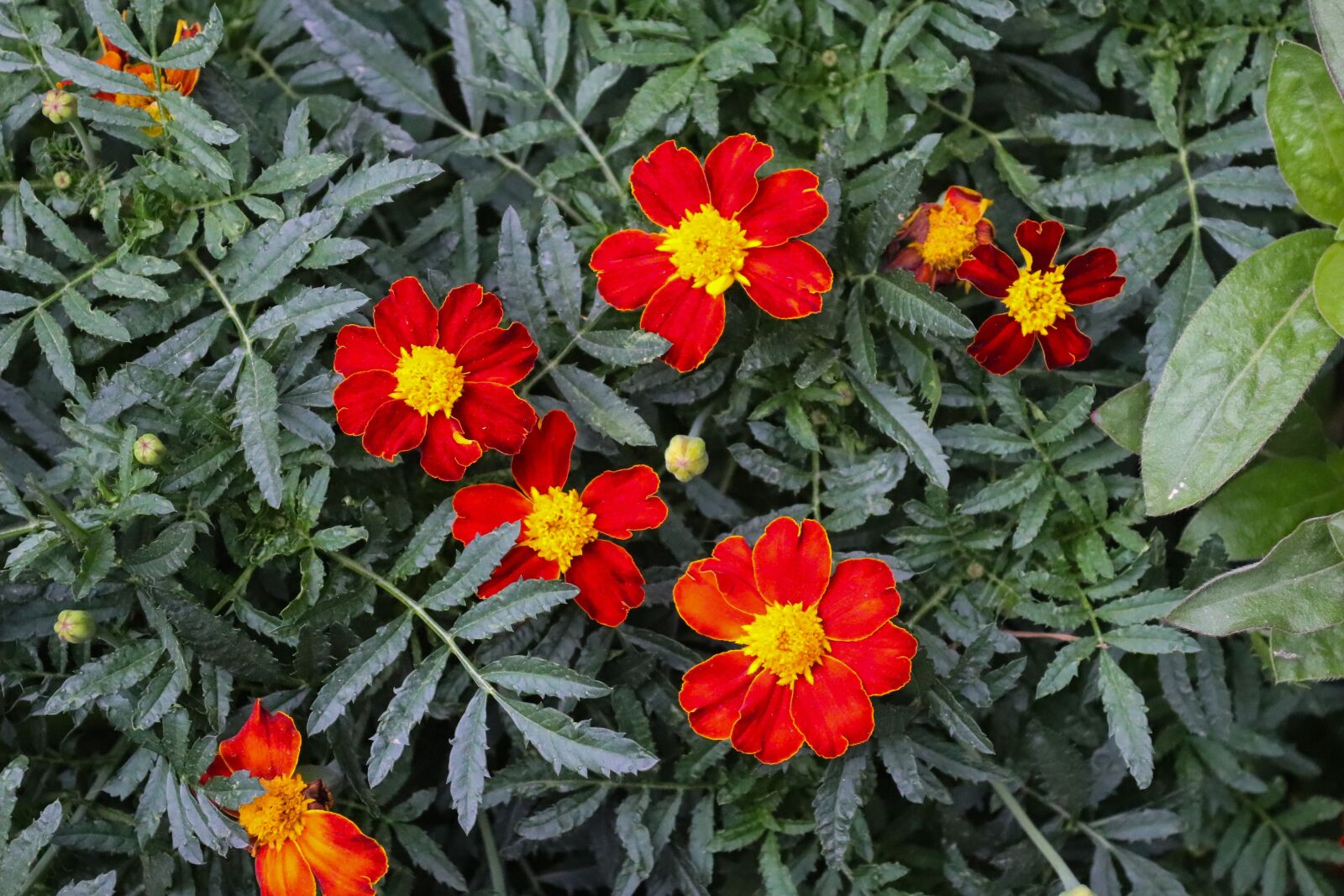 Canon EOS 200D (EOS Rebel SL2 / EOS Kiss X9) sample photo. Red flower, red yellow photography