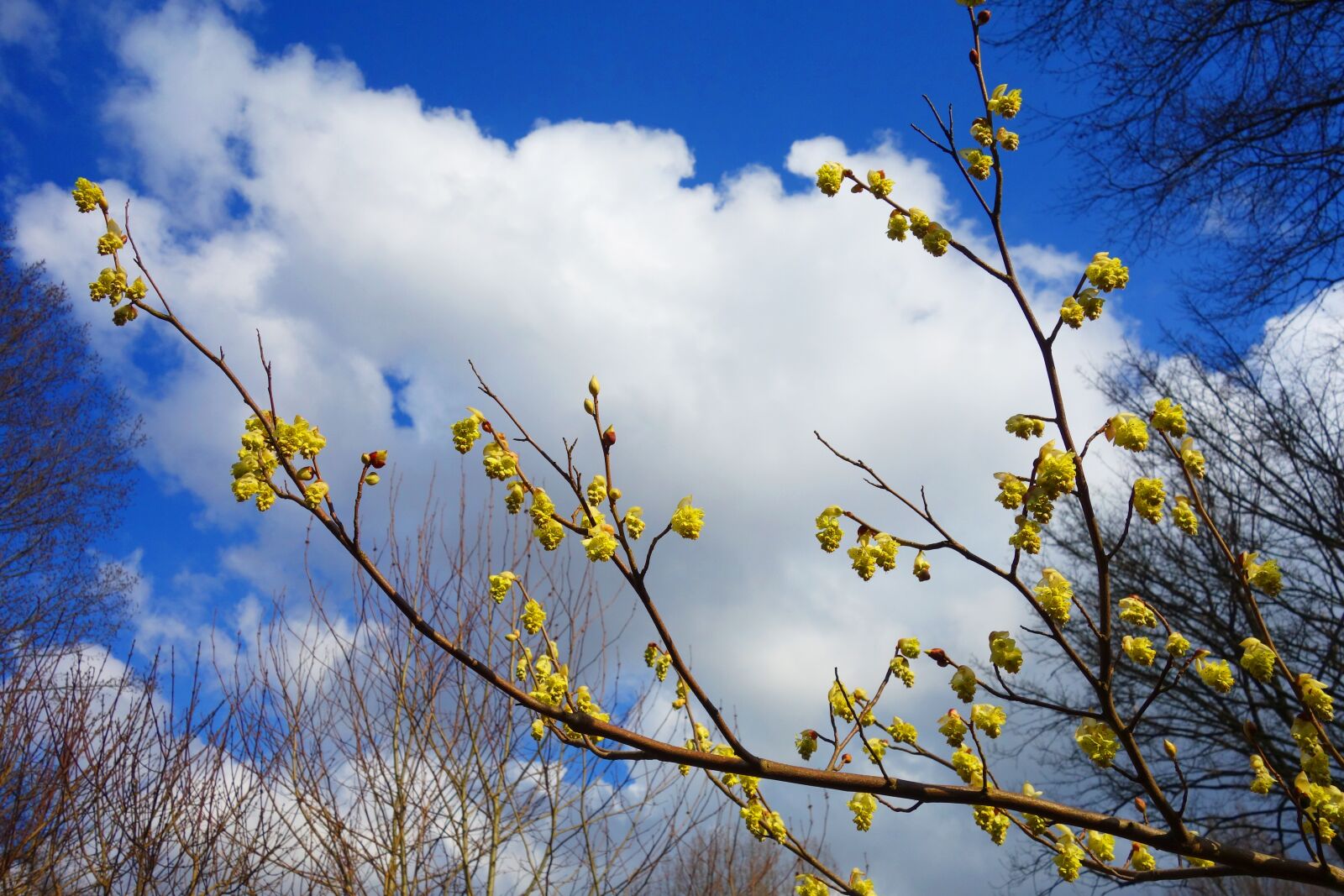 Sony Cyber-shot DSC-RX100 sample photo. Forsythia, shrub, branch photography