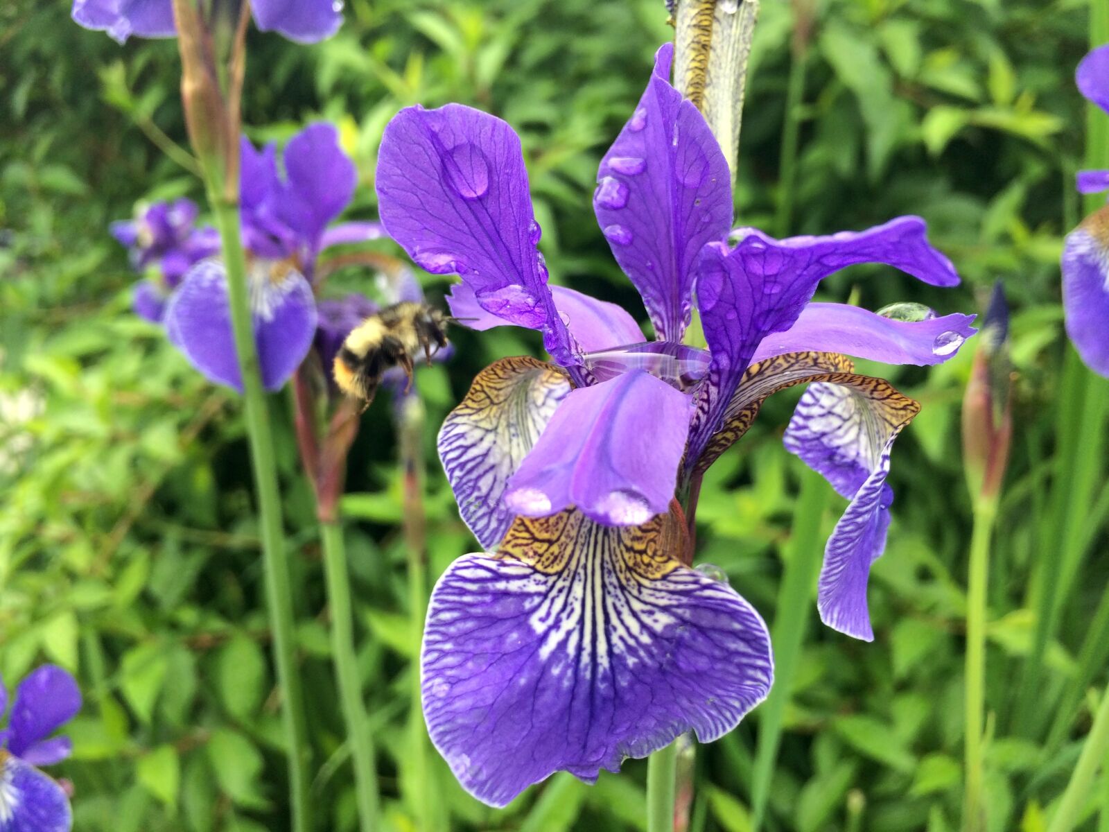 iPhone 5s back camera 4.15mm f/2.2 sample photo. Flower, iris, nature photography