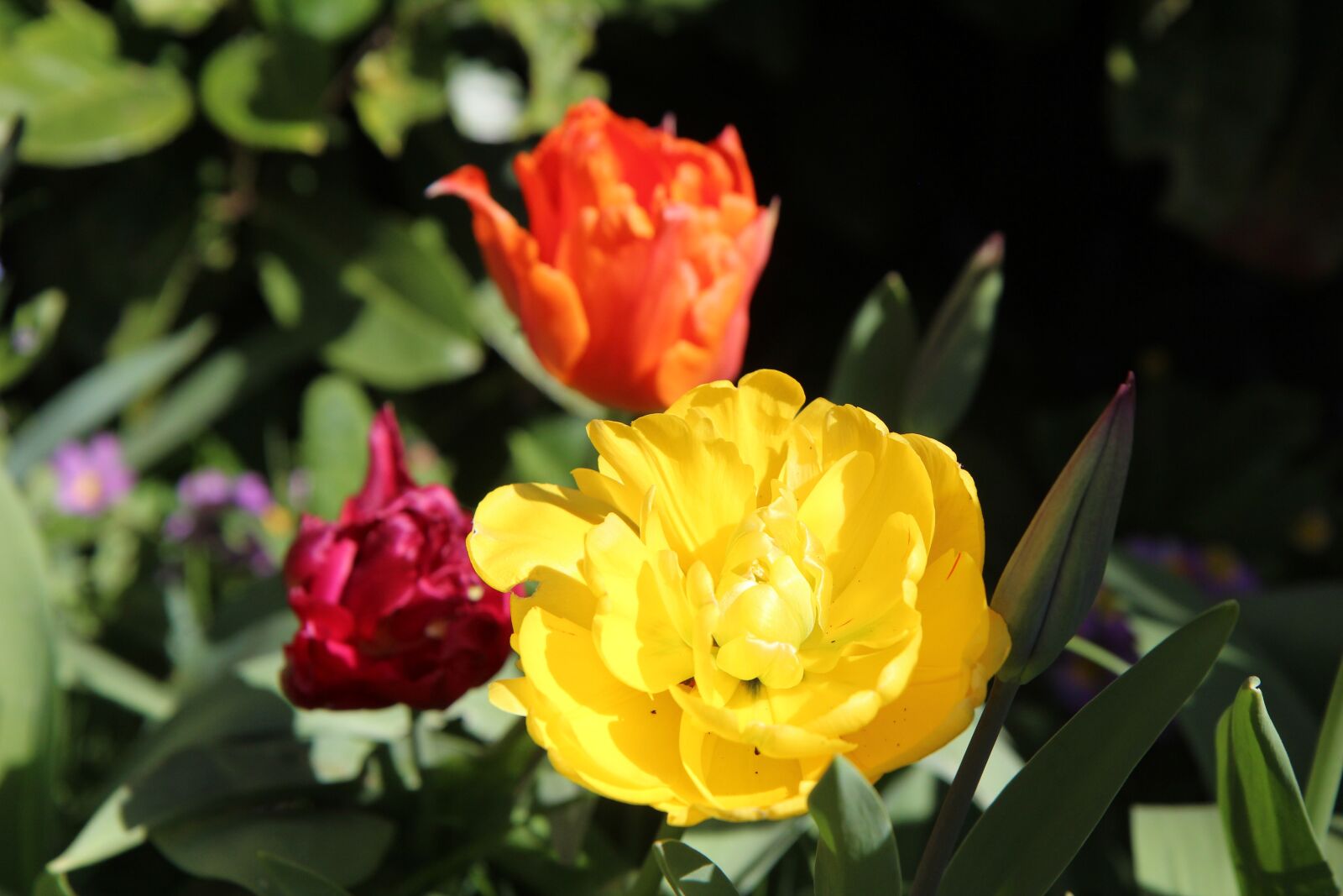 Canon EOS 600D (Rebel EOS T3i / EOS Kiss X5) sample photo. Tulip, tulips, tulip yellow photography