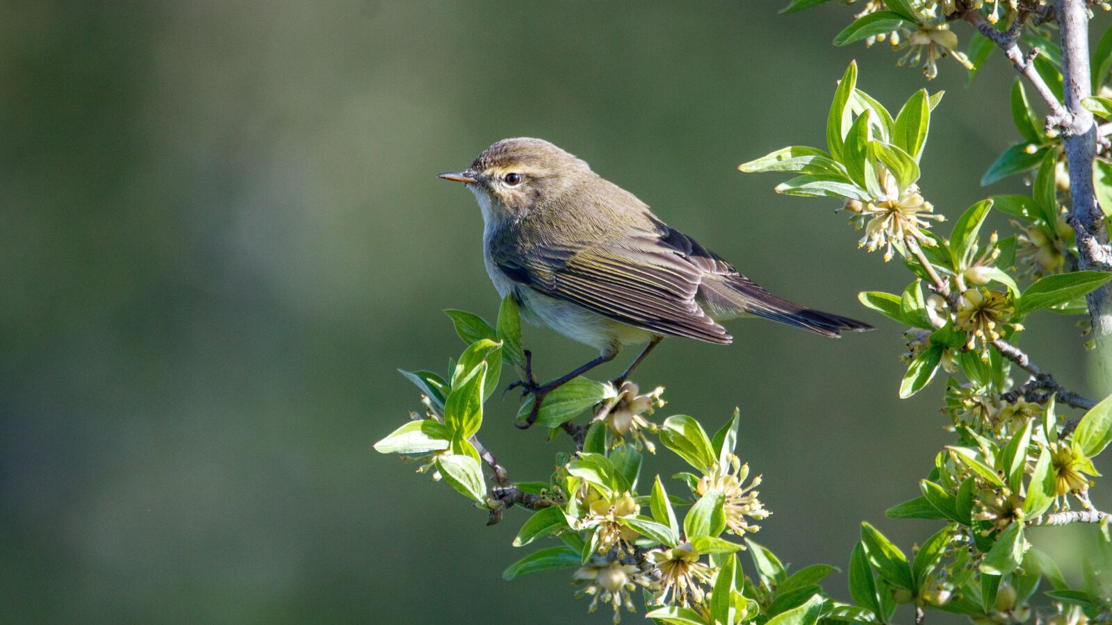 Canon EOS 80D sample photo. Chiffchaff, bird, branch photography