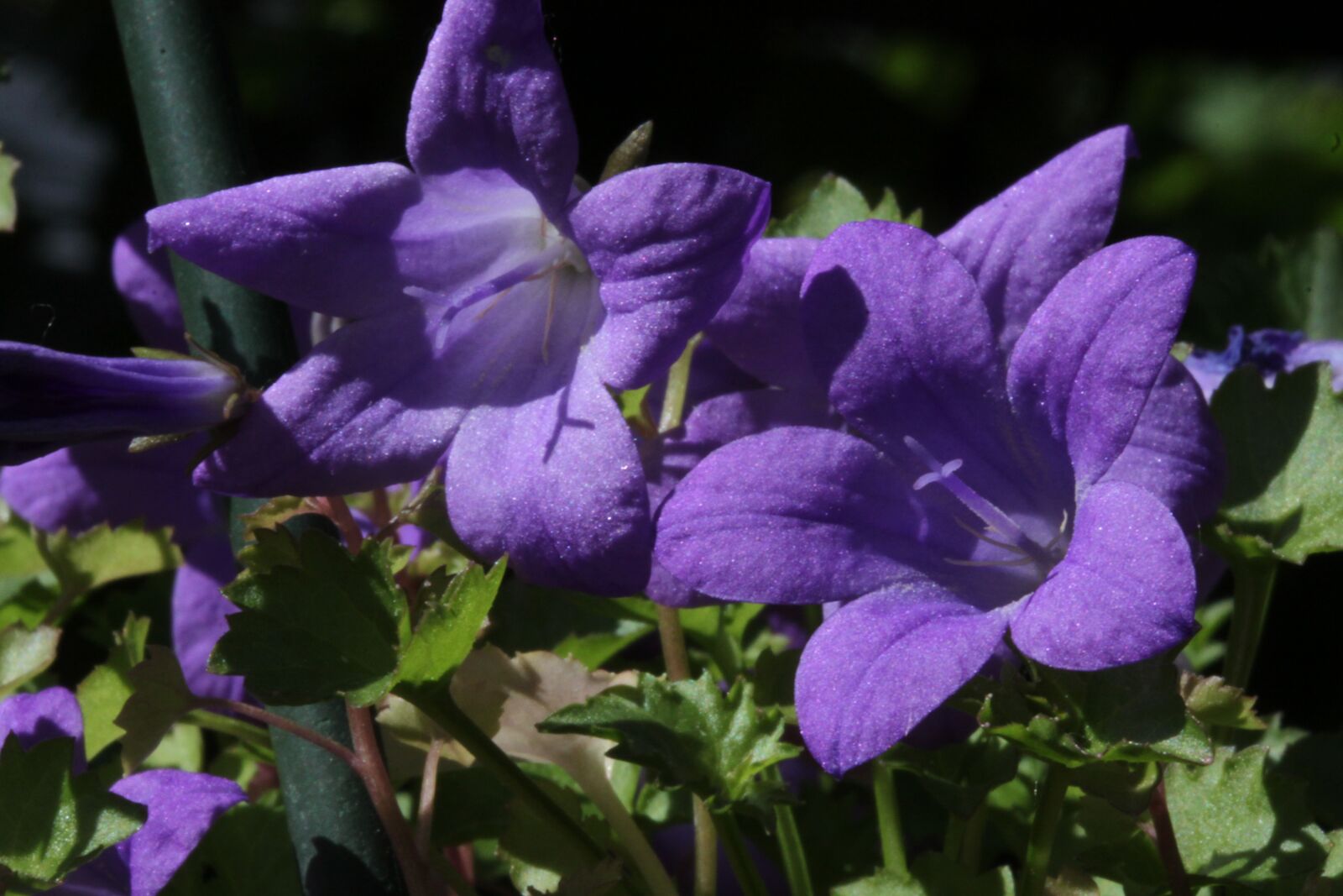 Canon EOS 500D (EOS Rebel T1i / EOS Kiss X3) sample photo. Bellflower, purple flowers, bells photography