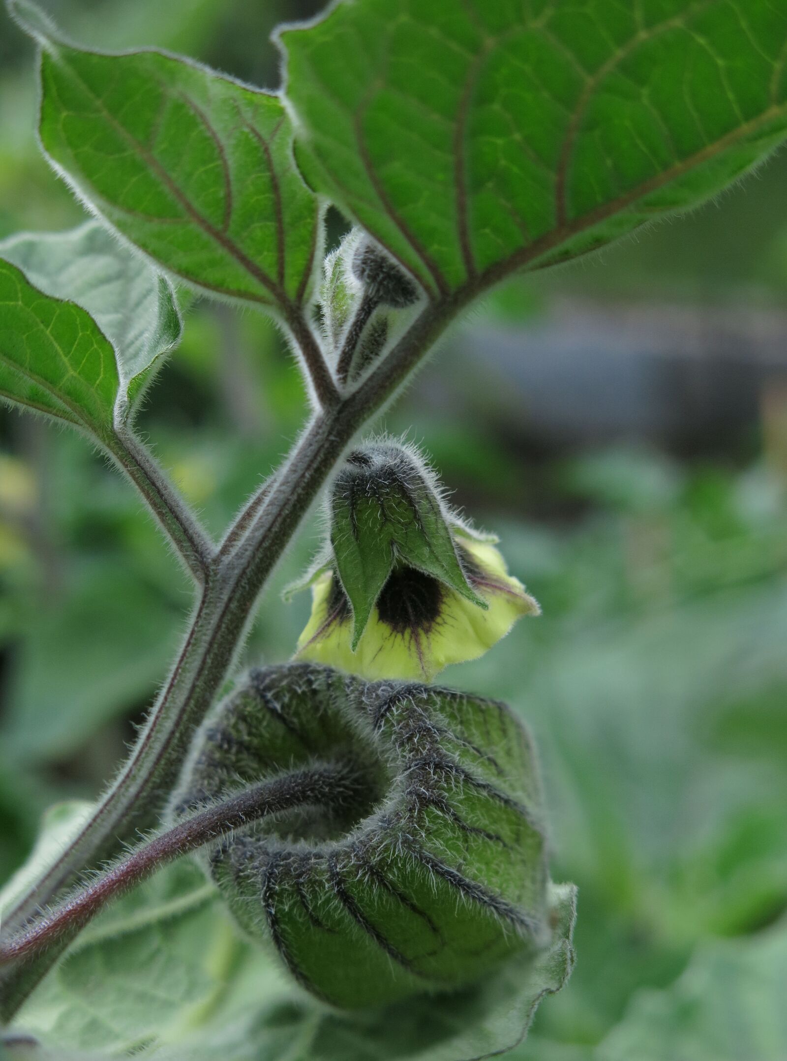 Canon PowerShot G15 sample photo. Physalis, blossom, bloom photography