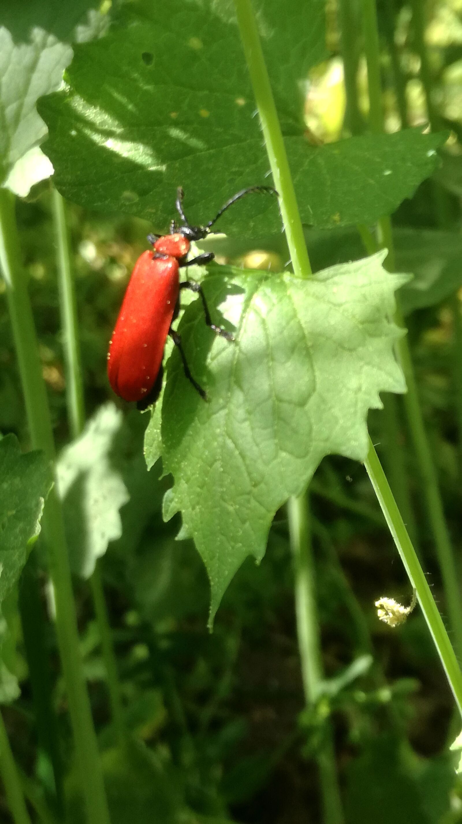 HUAWEI P9 LITE sample photo. Leaf, insect, red photography
