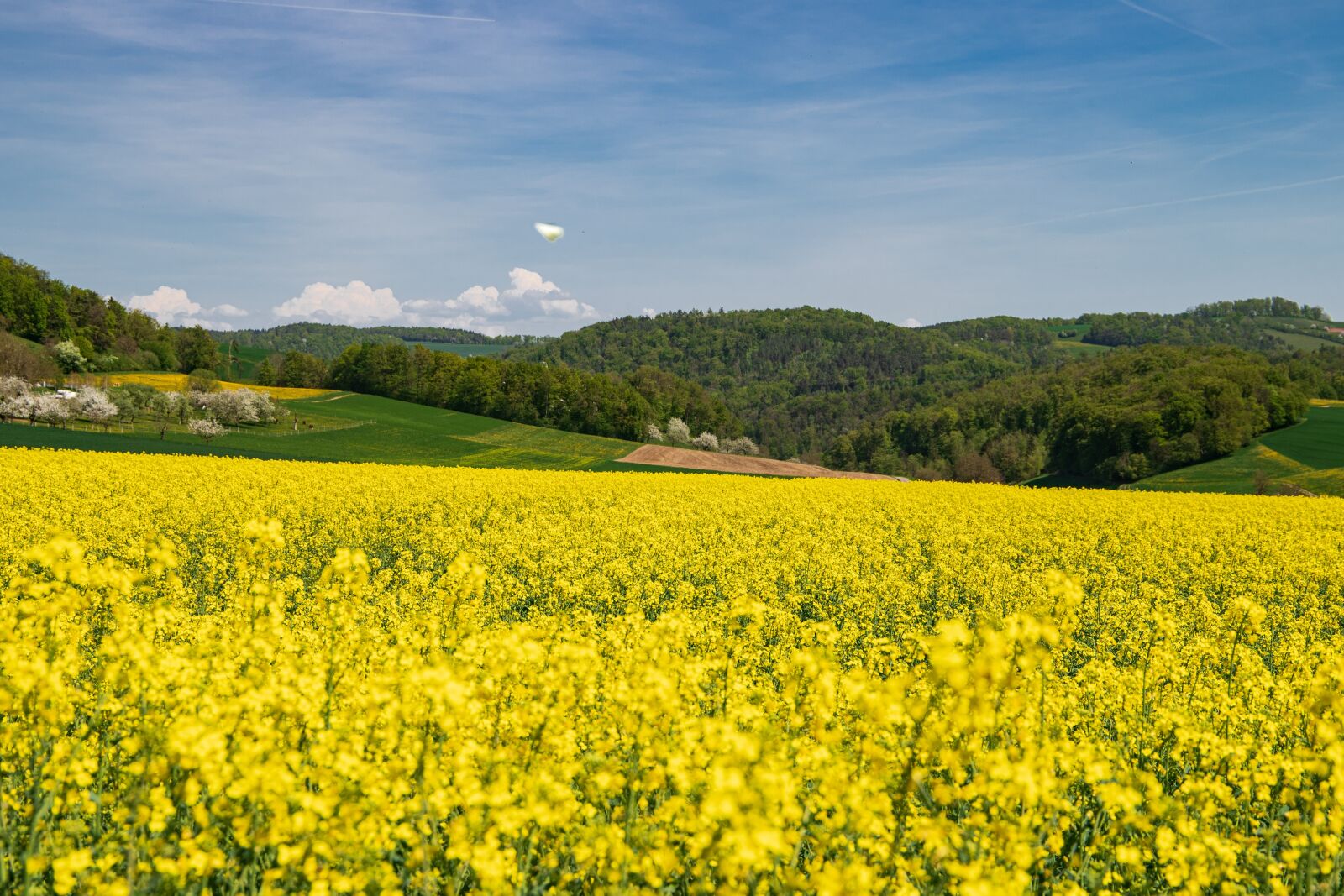 Canon EOS 6D Mark II sample photo. Field of rapeseeds, oilseed photography