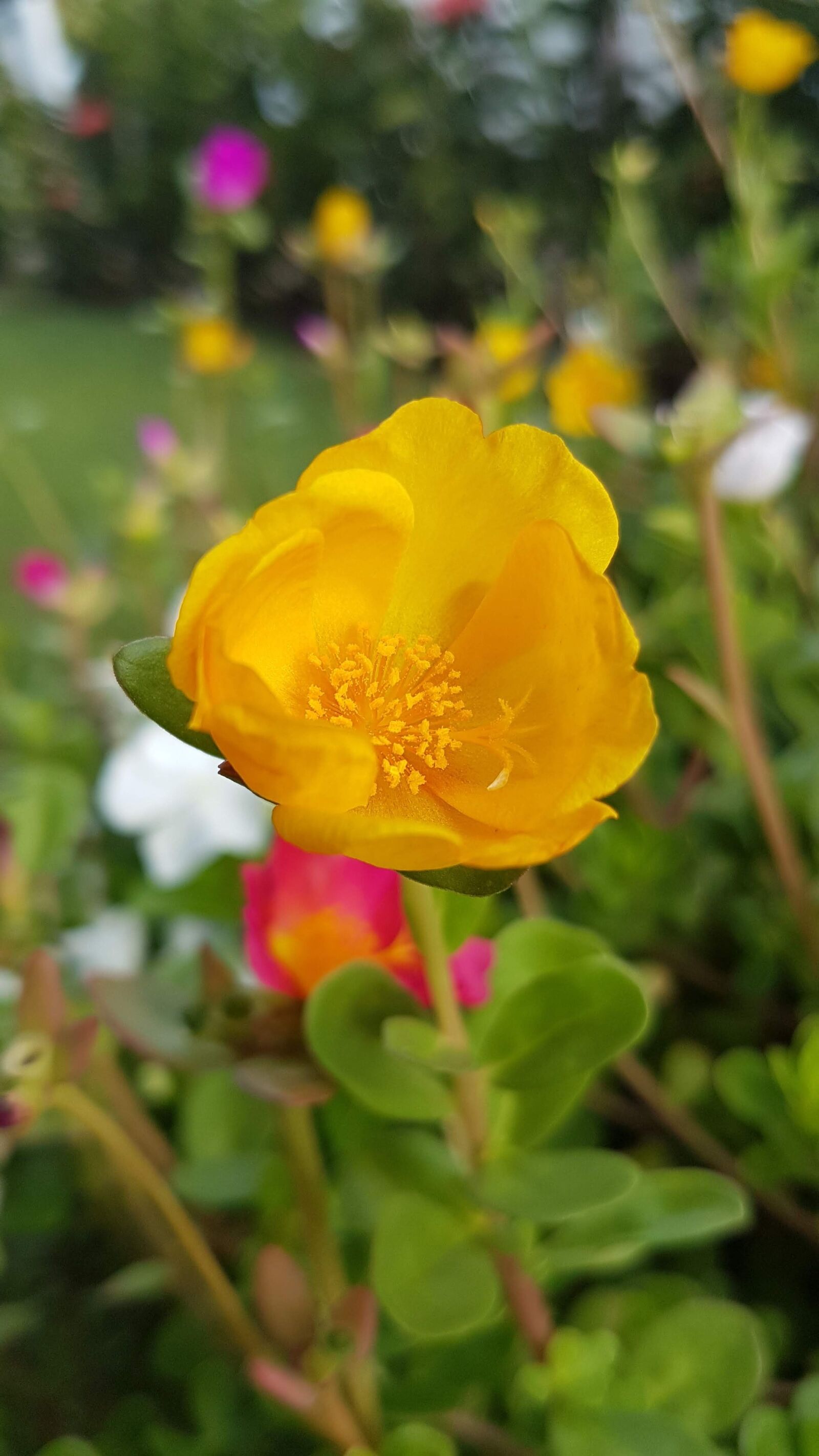Samsung Galaxy S7 Edge sample photo. Flor, flower, natureza photography