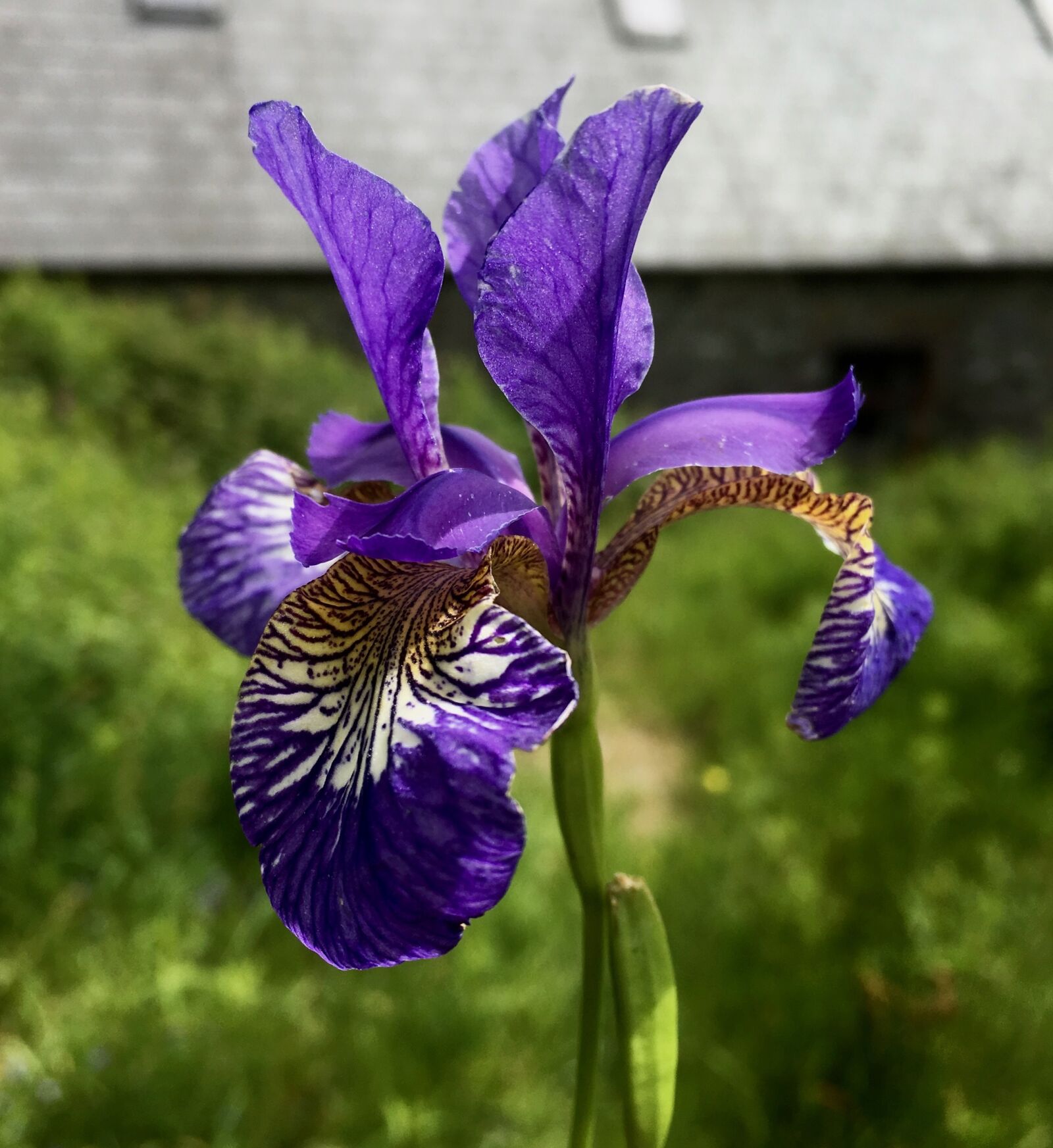 Apple iPhone 6s sample photo. Purple iris, flower, iris photography