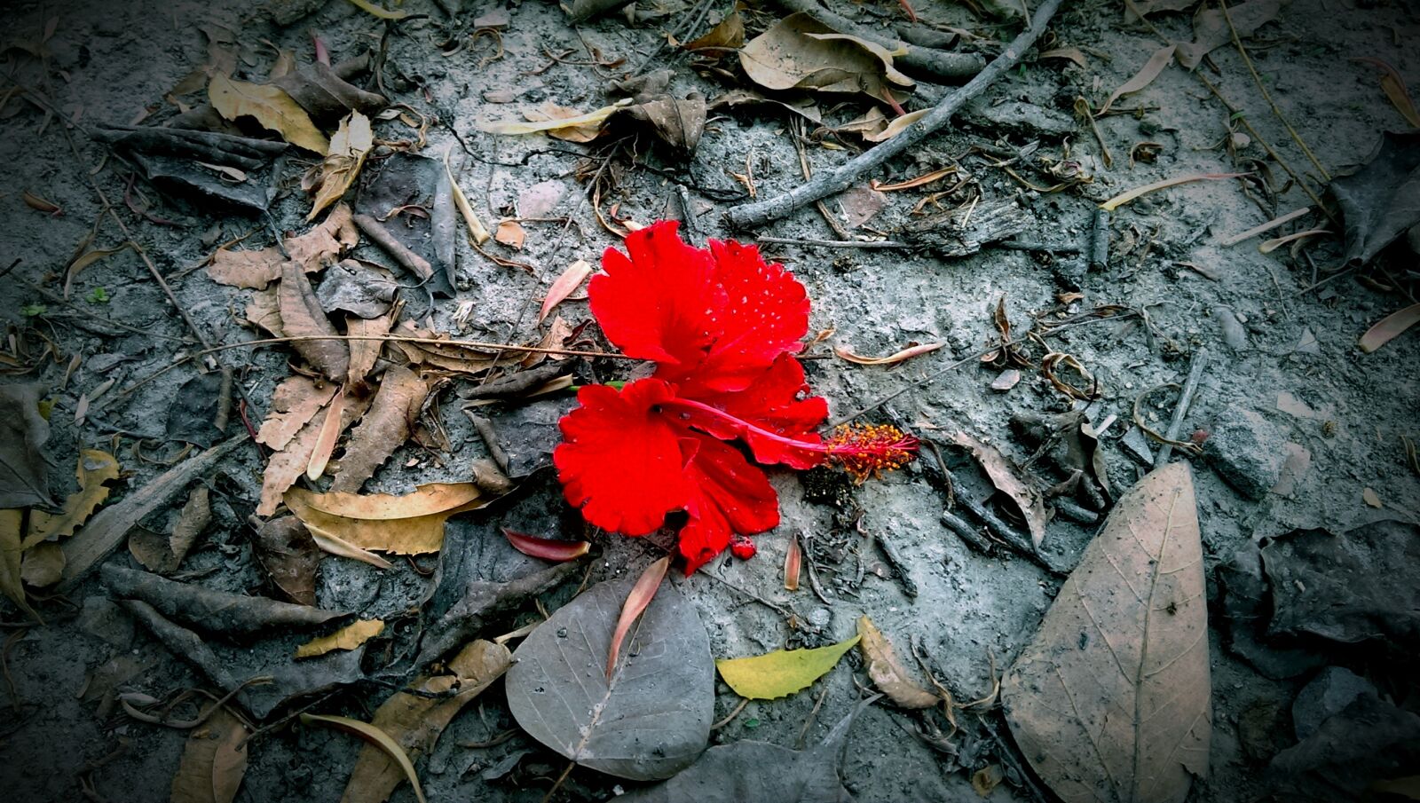 HTC ONE sample photo. Bloom, blossom, flora, flower photography