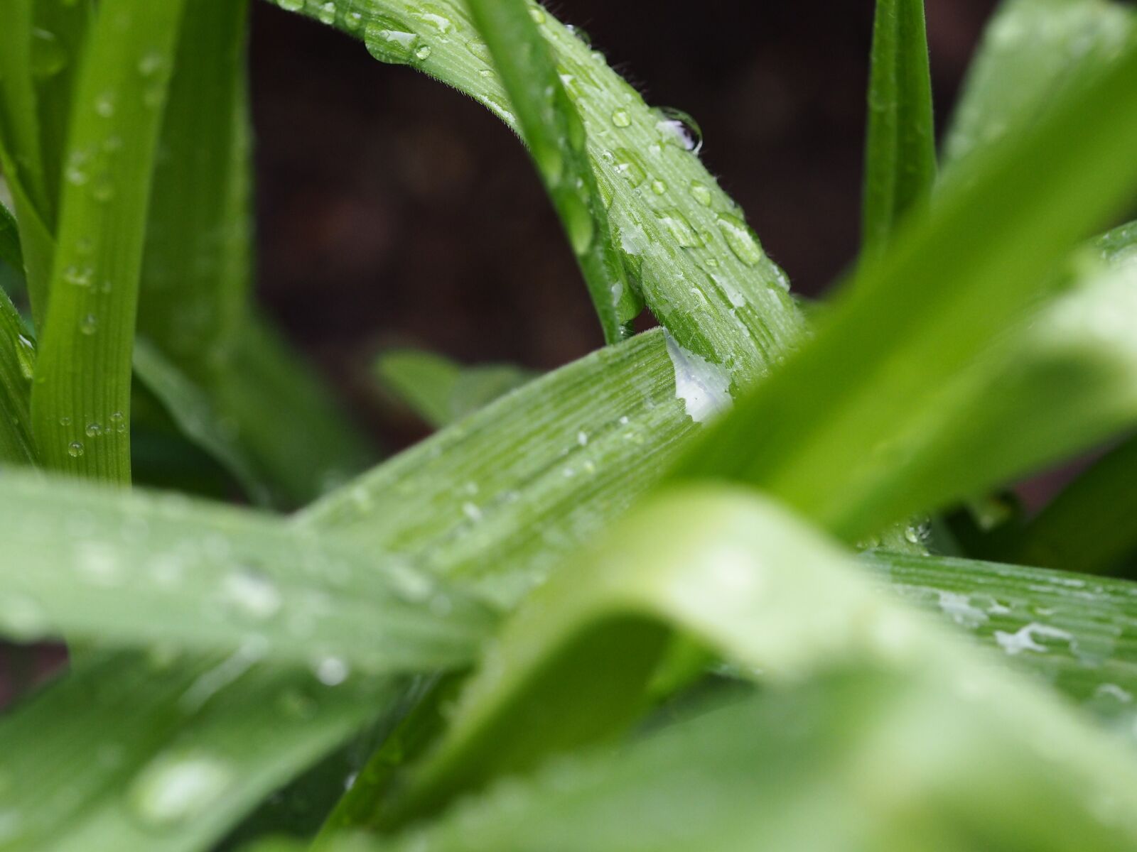 Olympus PEN E-PL7 sample photo. Drop of water, reflection photography