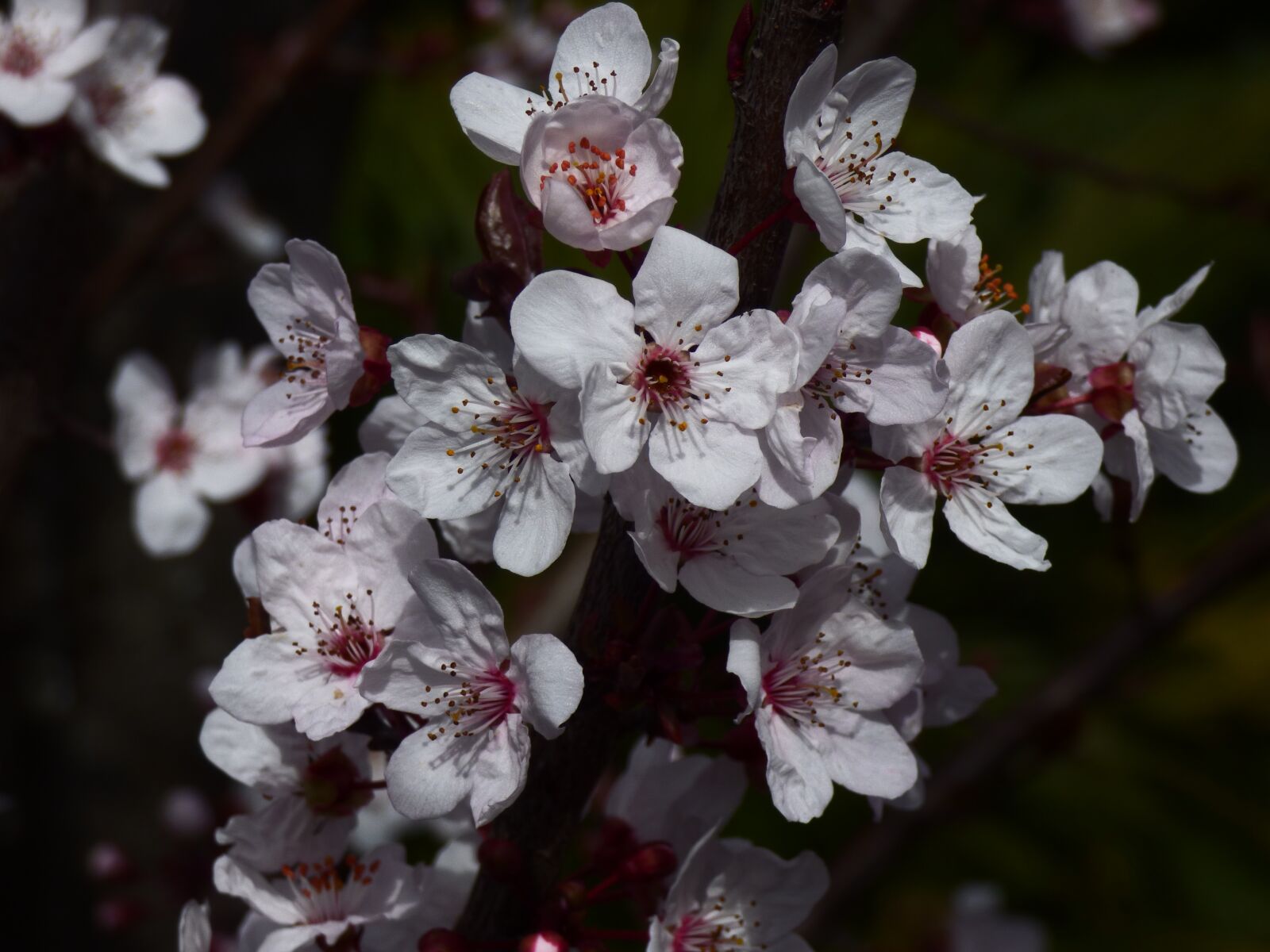 Panasonic DMC-FZ72 sample photo. Cherry, flower, tree photography
