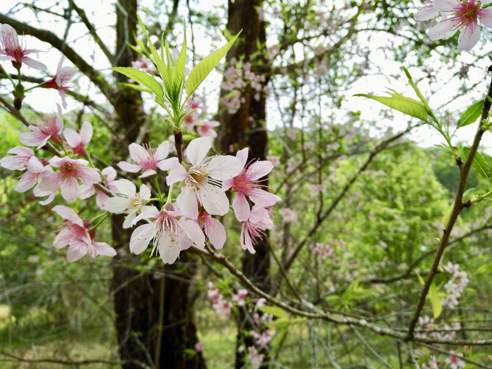 OPPO F1f sample photo. Flower, tree, sakura photography