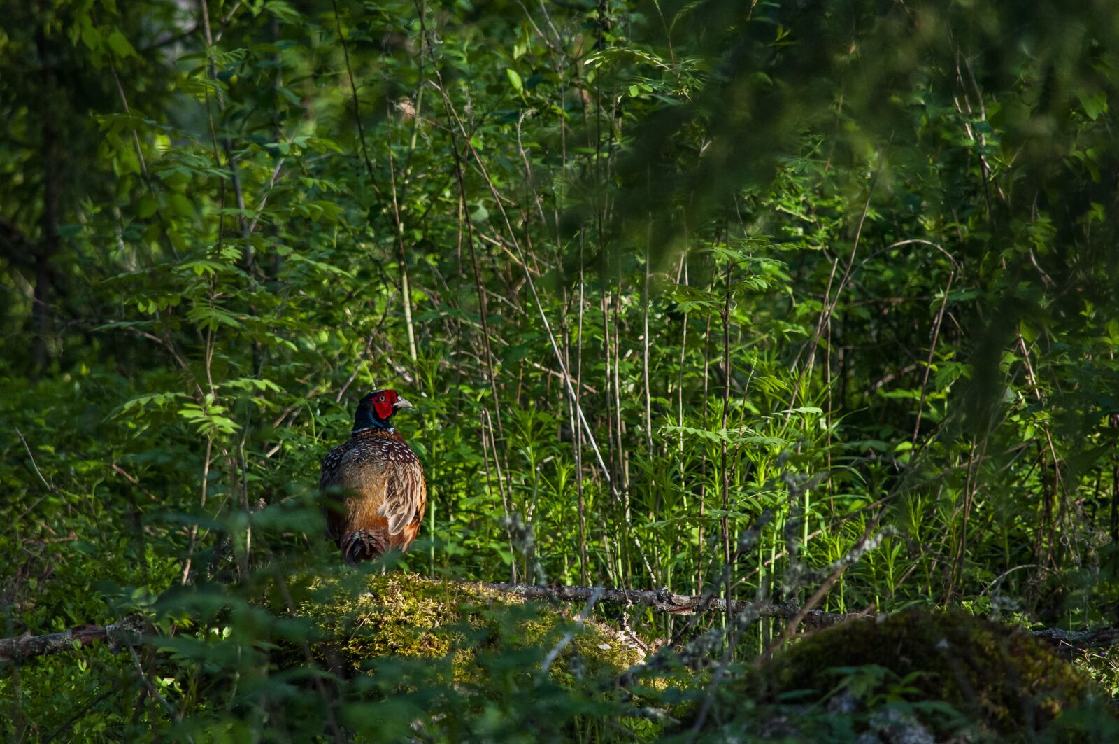 Nikon D5000 sample photo. Pheasant, bird, animal photography