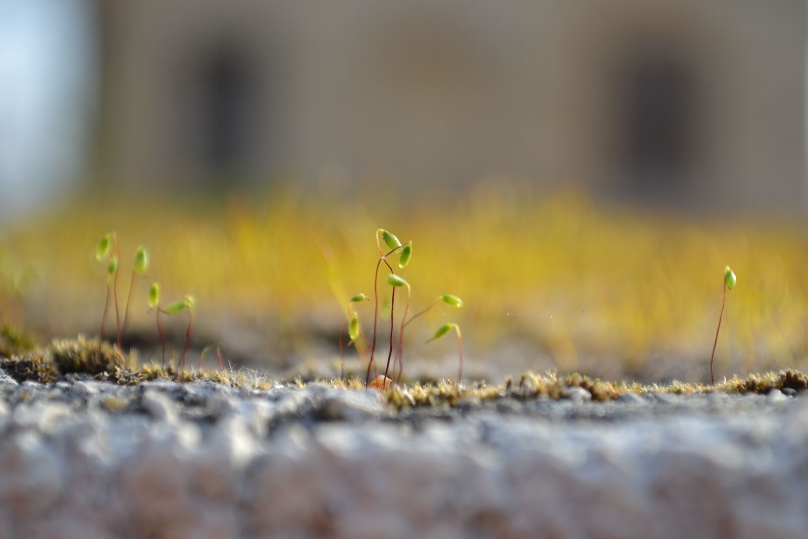 Nikon D3100 sample photo. Background, background, image, grass photography