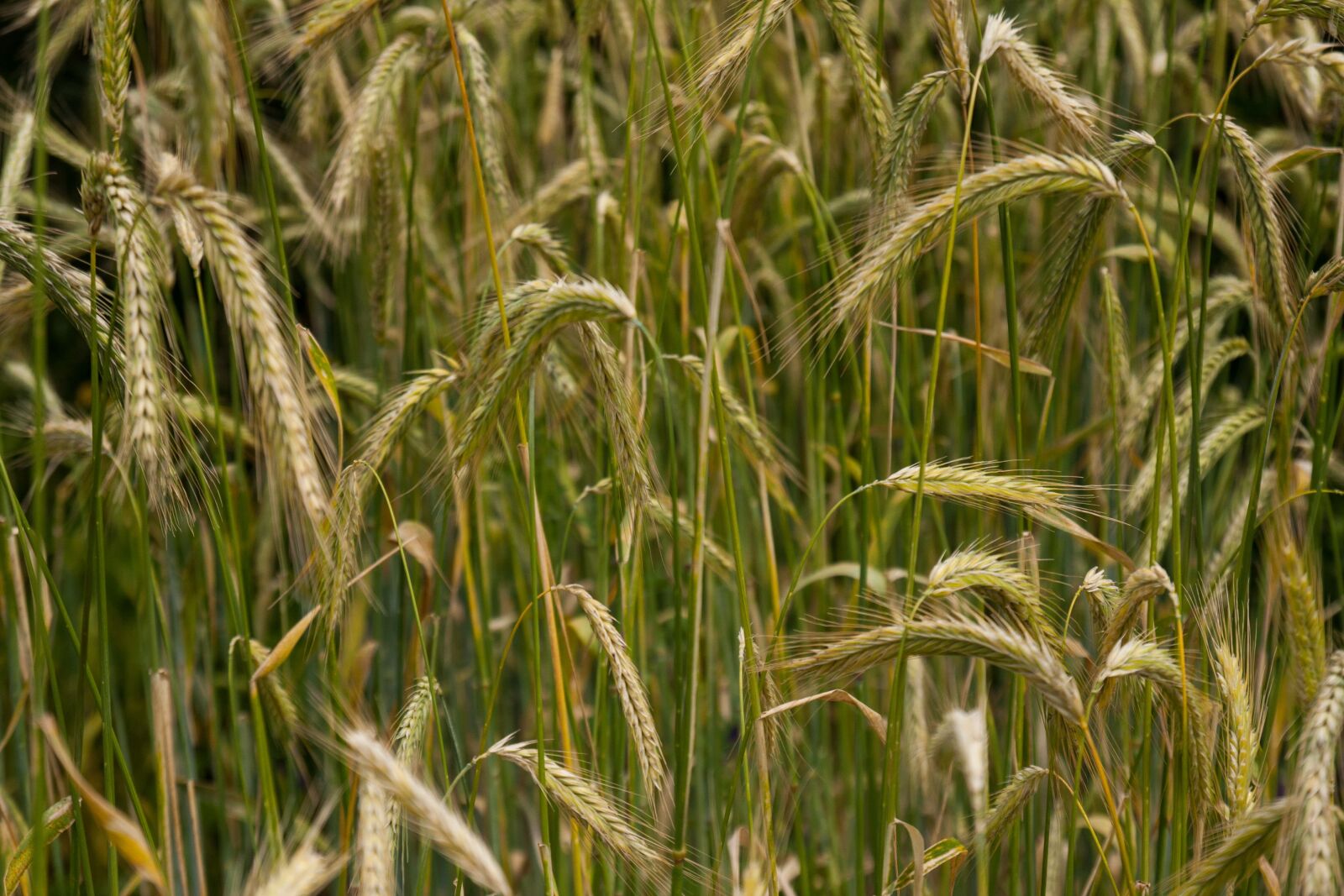 Canon EOS 40D sample photo. Cereals, barley, field photography