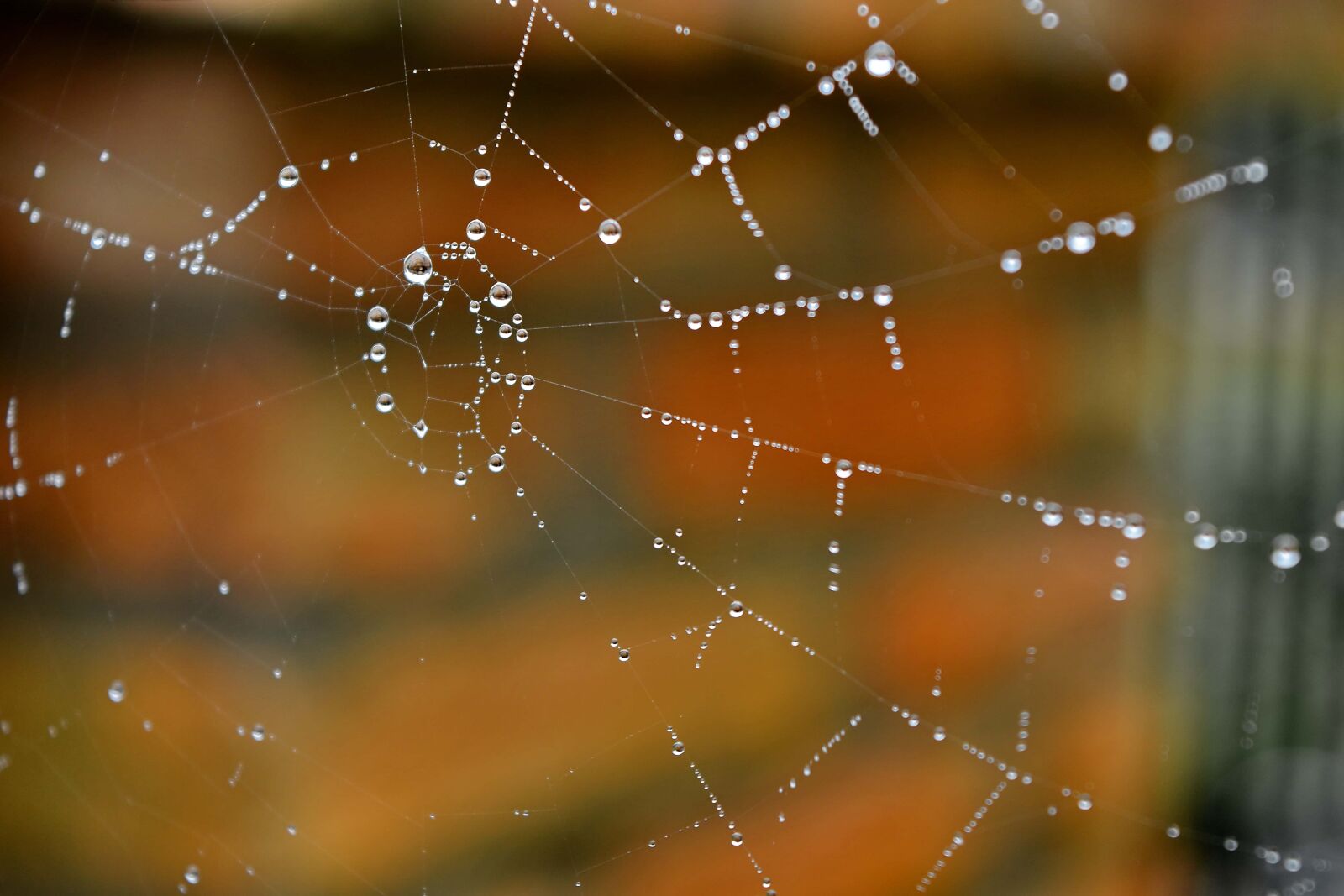 Nikon D5500 sample photo. Moisture, raindrop, transparent, trap photography
