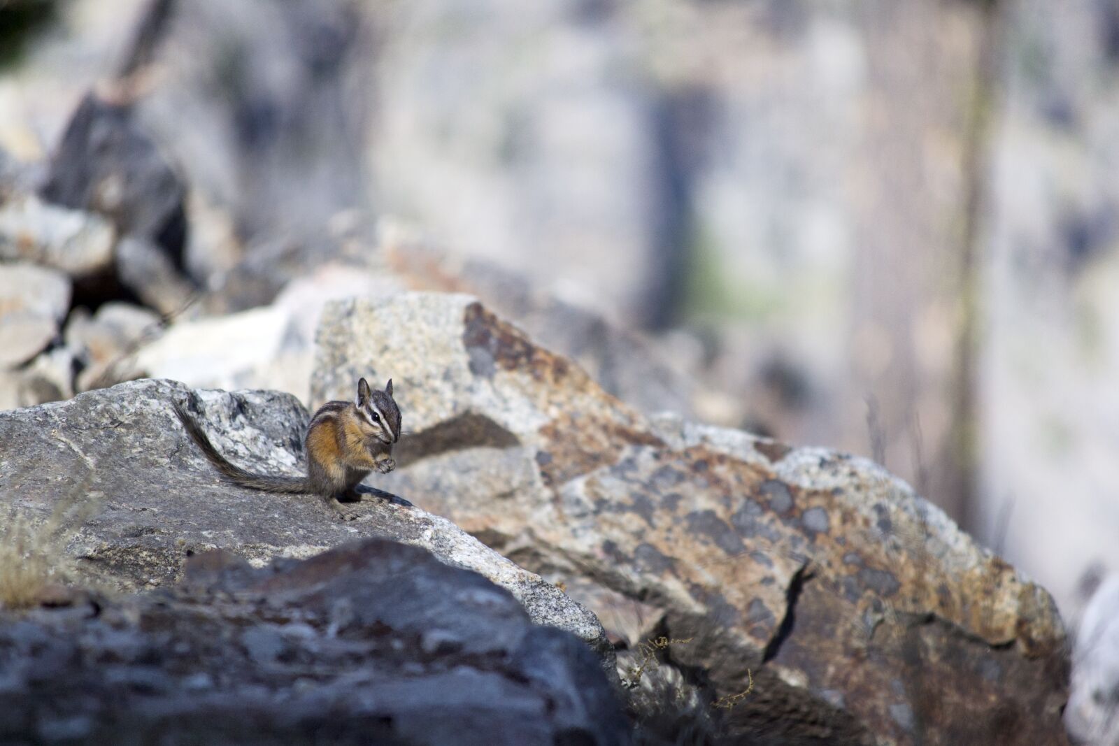 Nikon D3100 sample photo. Chipmunk, squirrel, mammal photography