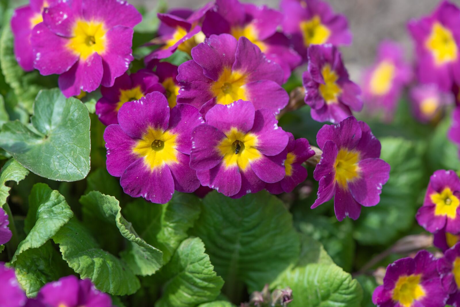 Nikon D750 sample photo. Flowers, plant, garden photography