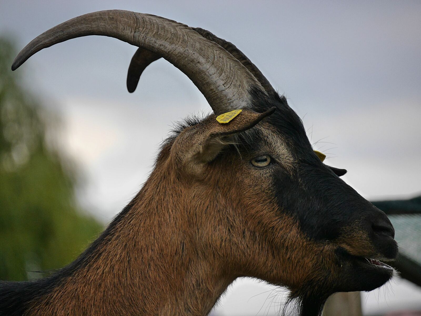 Panasonic Lumix DMC-G6 sample photo. Animal, goat, horned photography