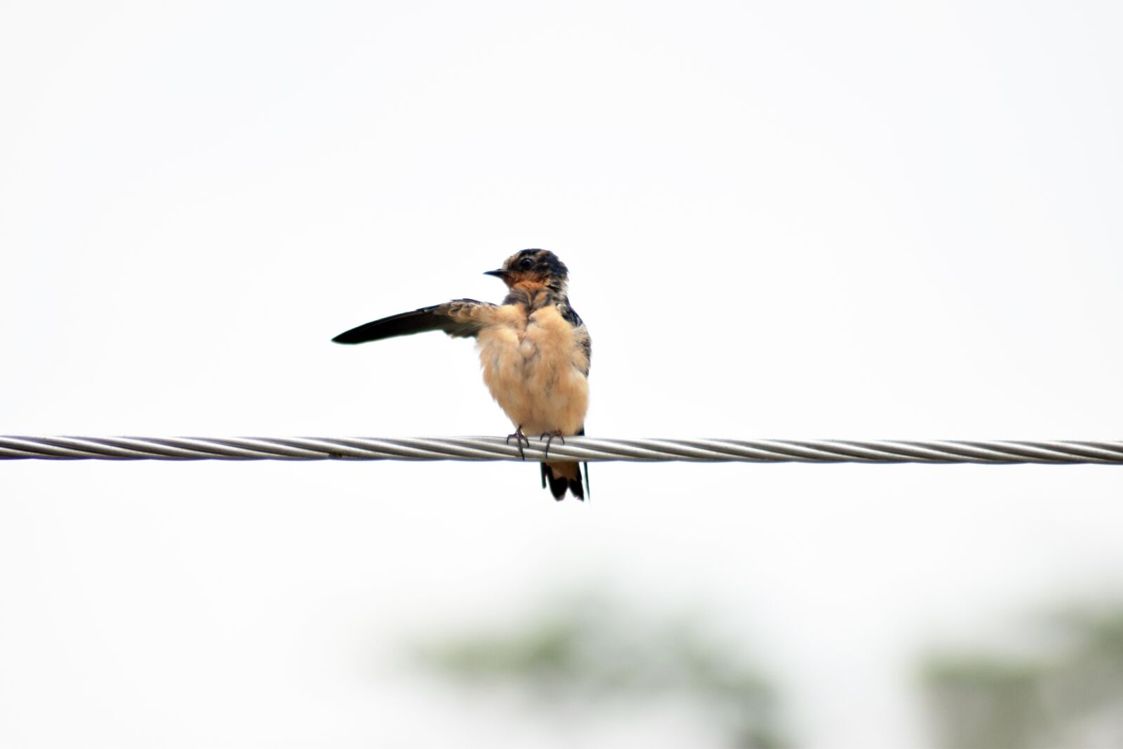 Nikon D5300 sample photo. Swallow, bird, it was photography