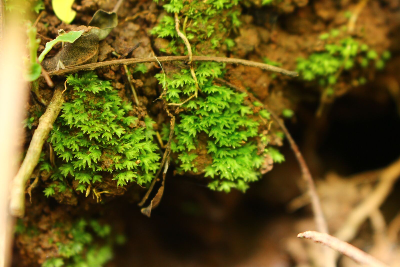 Canon EOS 700D (EOS Rebel T5i / EOS Kiss X7i) sample photo. Leaf, soil, n photography