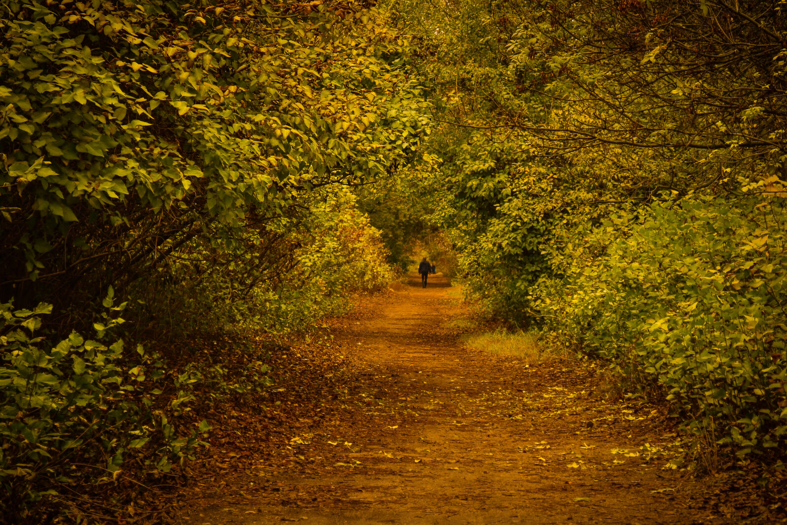 Nikon D3100 sample photo. Autumn, city, park, leaves photography