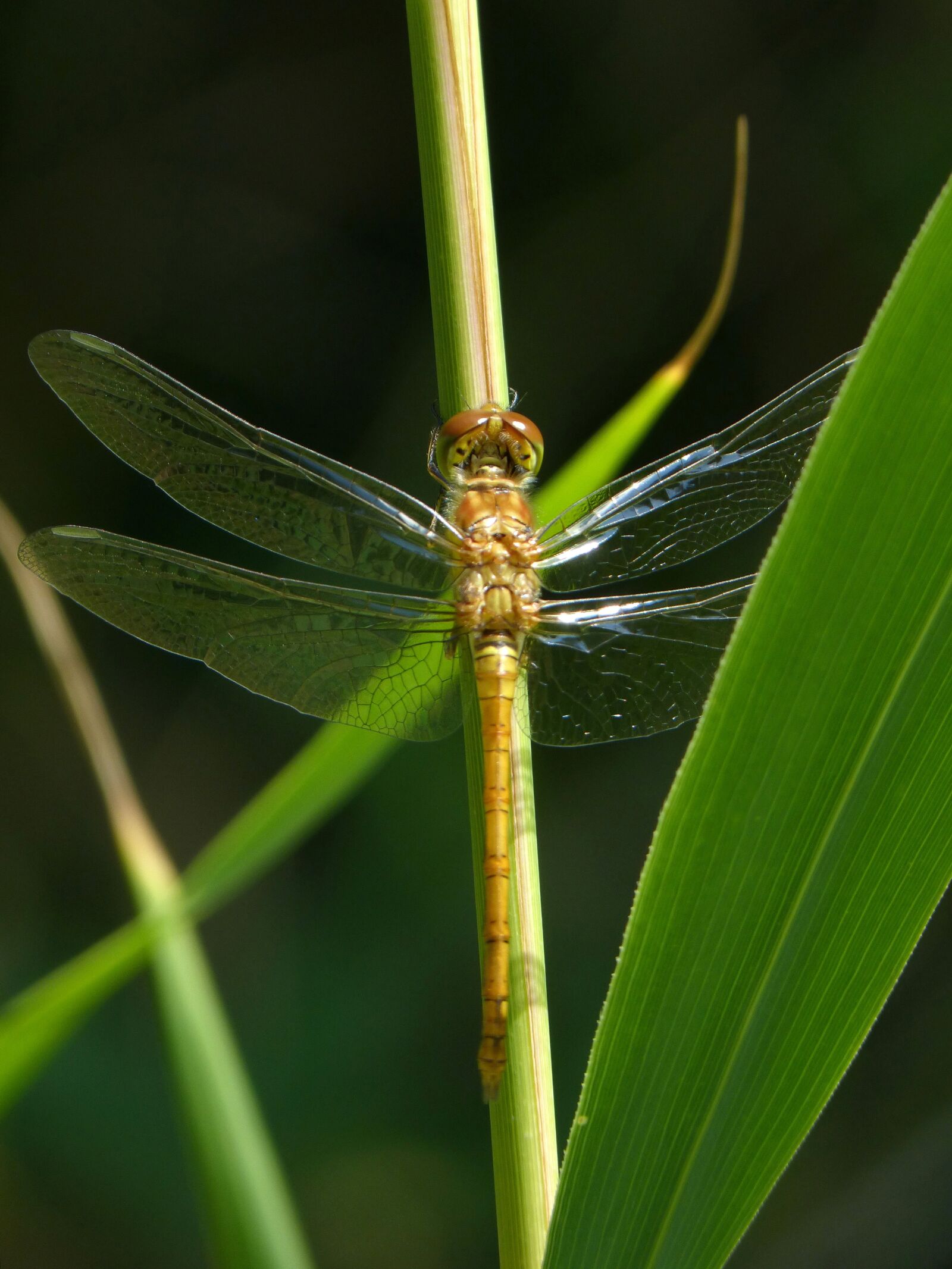 Panasonic DMC-FZ62 sample photo. Golden dragonfly, sympetrum meridionale photography