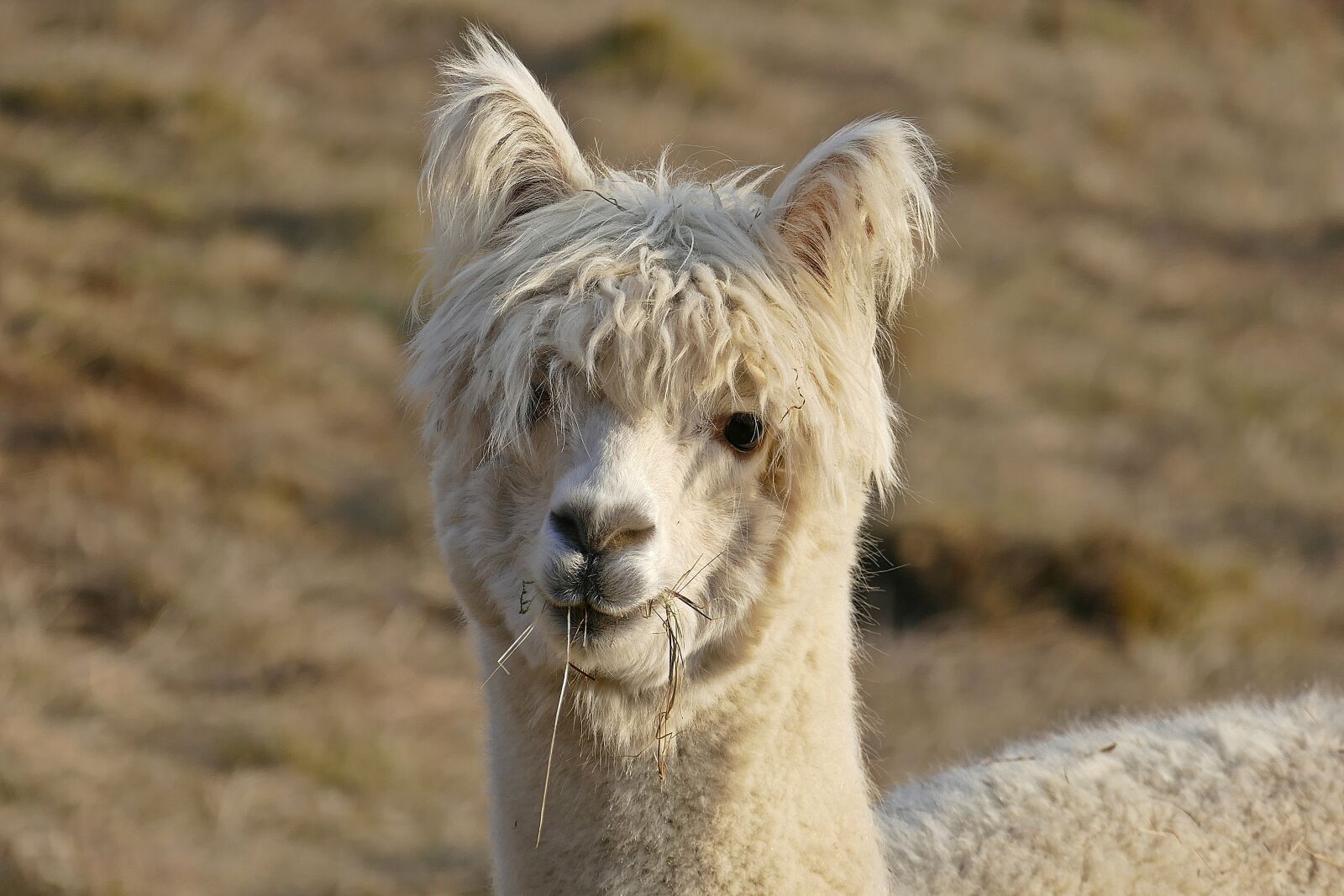 Panasonic Lumix DMC-FZ1000 sample photo. Alpaca, white, animal photography