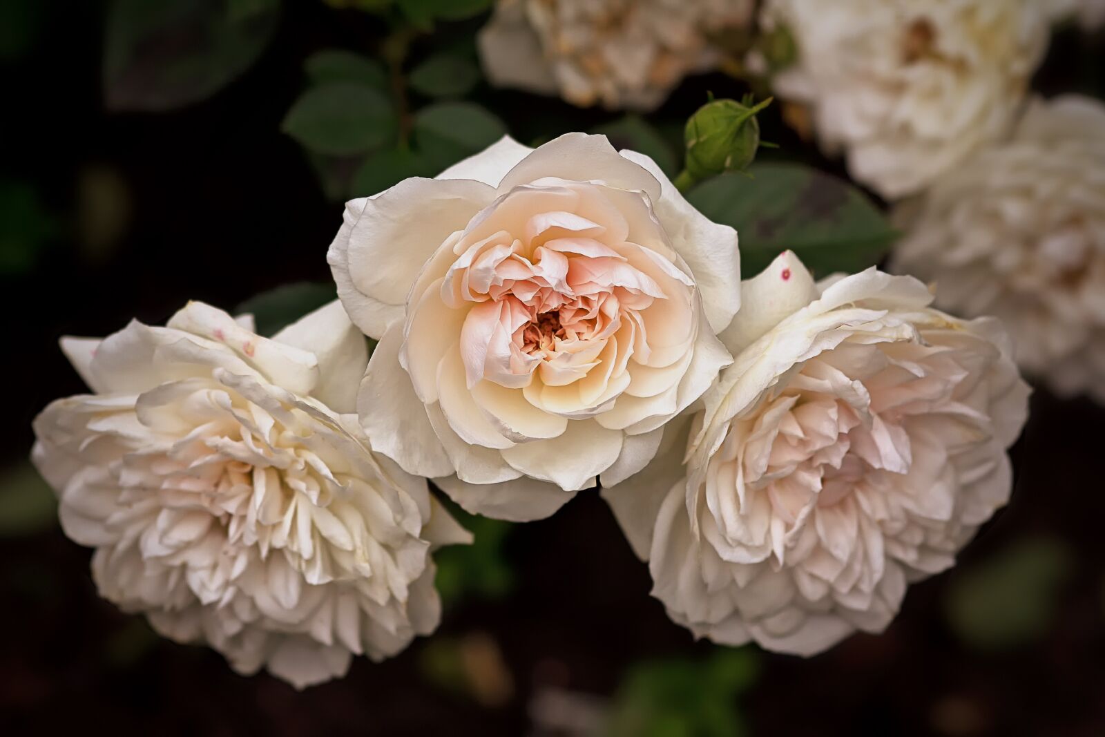 Canon EOS 60D sample photo. Nature, flowers, roses photography