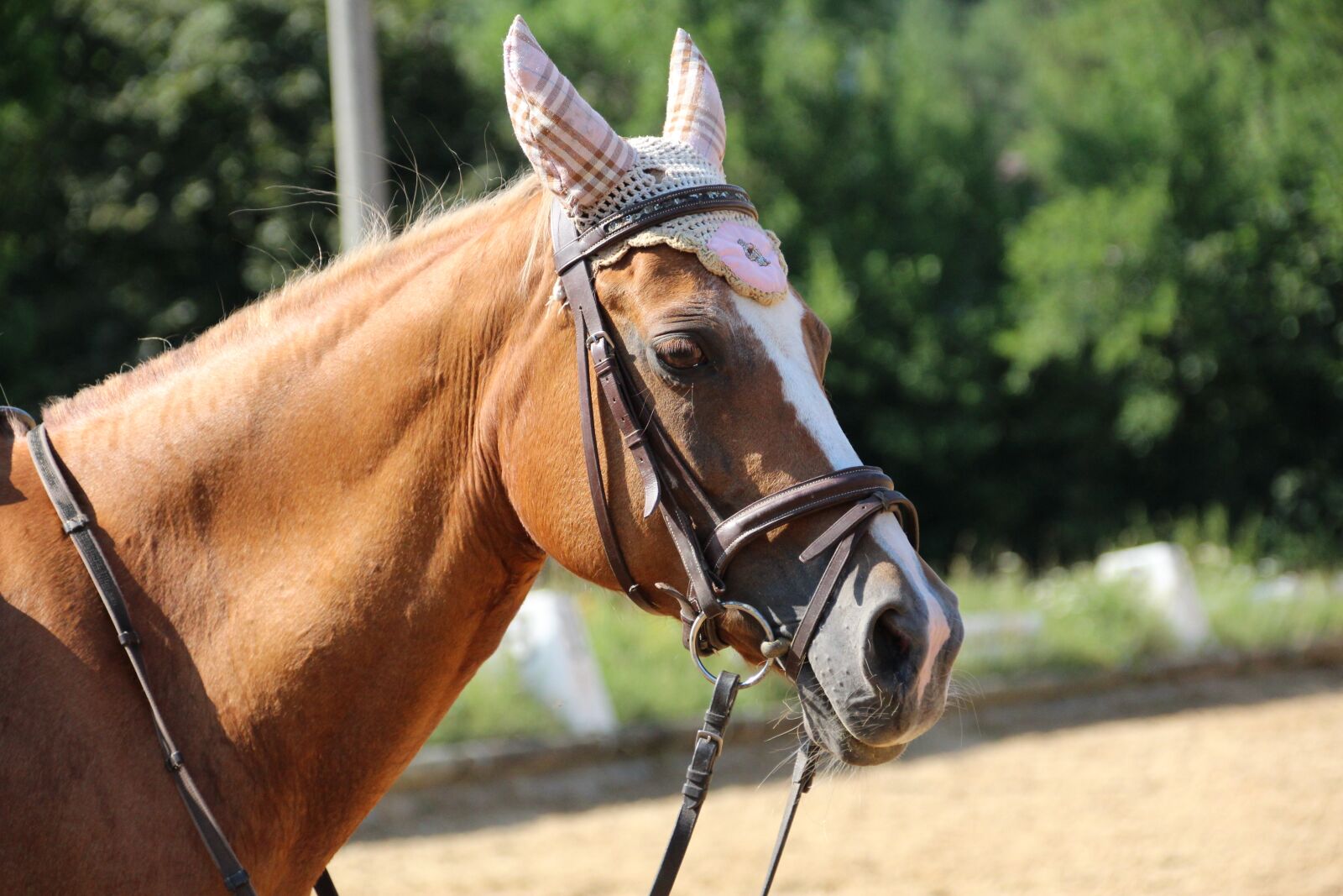 Canon EOS 1200D (EOS Rebel T5 / EOS Kiss X70 / EOS Hi) sample photo. Horse, horse head, fly photography