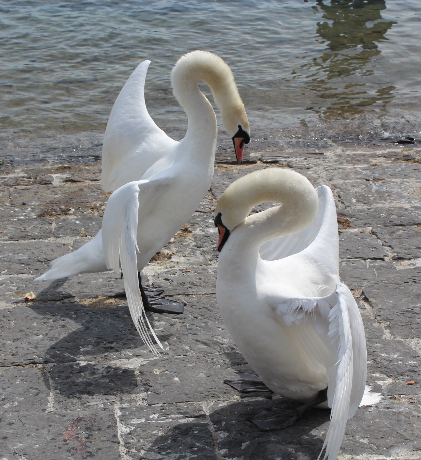 Canon EOS 650D (EOS Rebel T4i / EOS Kiss X6i) sample photo. Swans, love, birds photography
