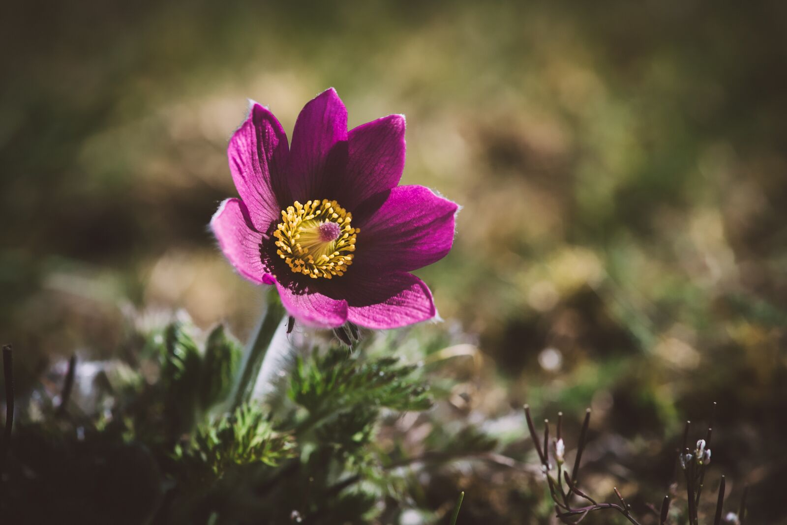 Nikon D750 sample photo. Anemone, flower, blossom photography
