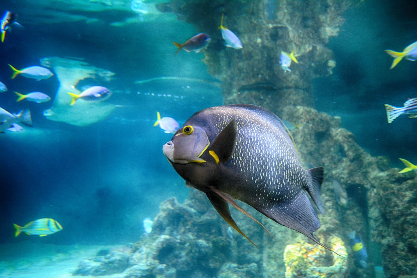 Nikon D5200 sample photo. Fish, toy, aquarium photography
