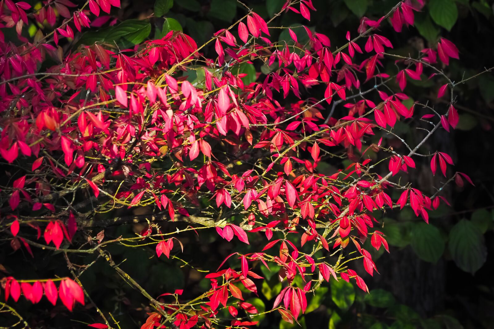 Olympus OM-D E-M10 sample photo. Autumn, red, leaves photography