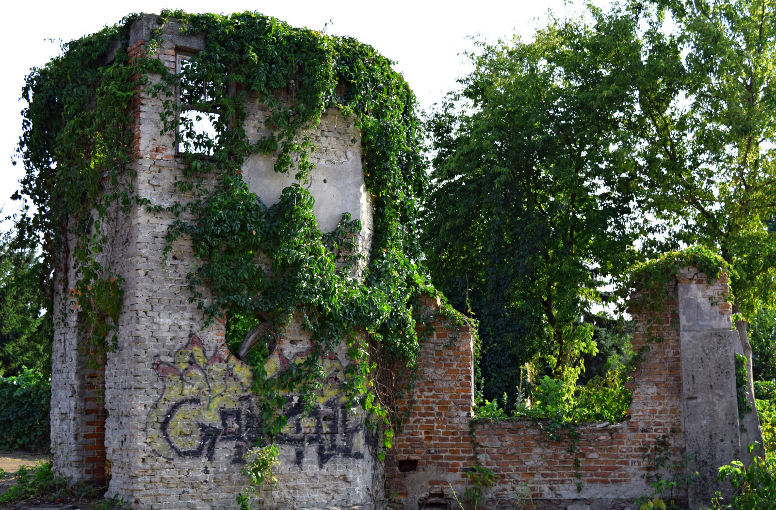 Nikon D3300 sample photo. Ivy, ruins, summer photography