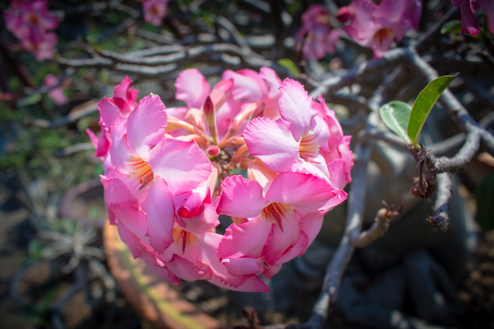 Canon EOS 700D (EOS Rebel T5i / EOS Kiss X7i) sample photo. Invited to visit, flower photography