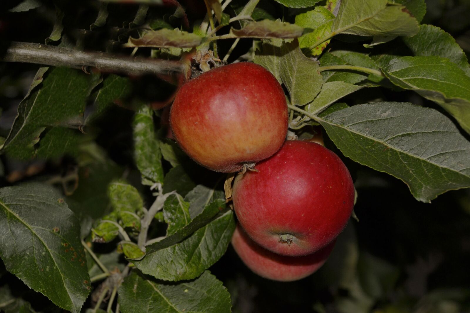 Nikon D3100 sample photo. Apples, garden, evening photography