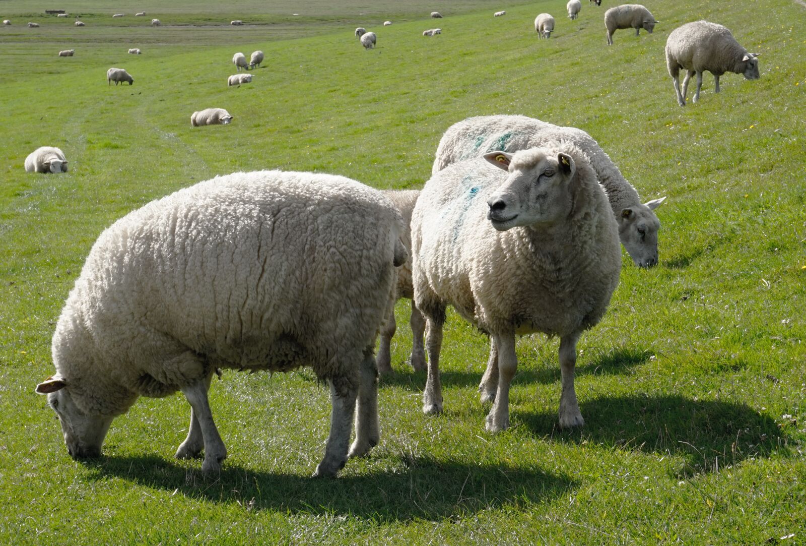 Sony Alpha a5000 (ILCE 5000) sample photo. Sheep, lamb, animals photography