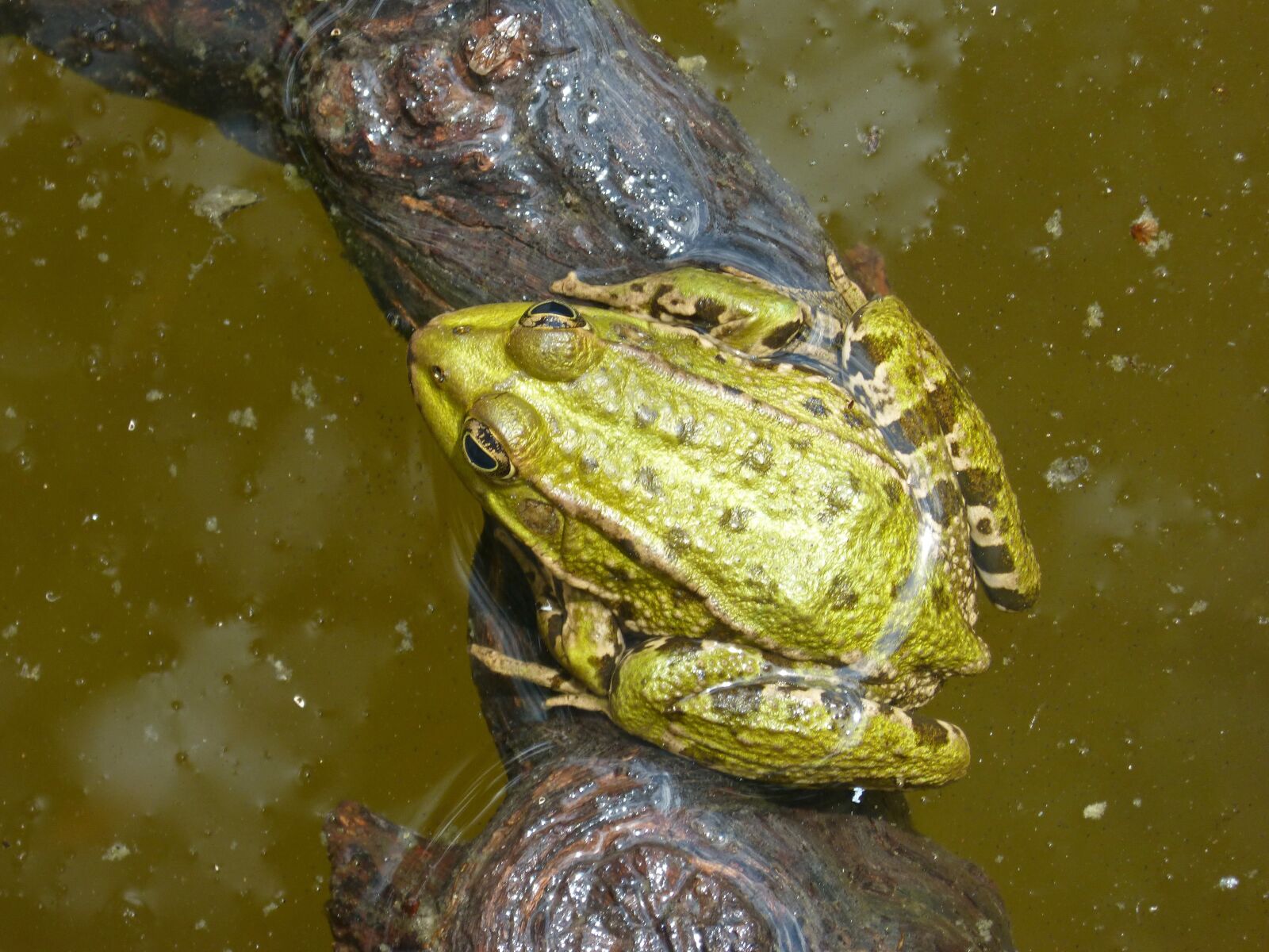 Panasonic DMC-FZ62 sample photo. Frog, batrachian, pond photography