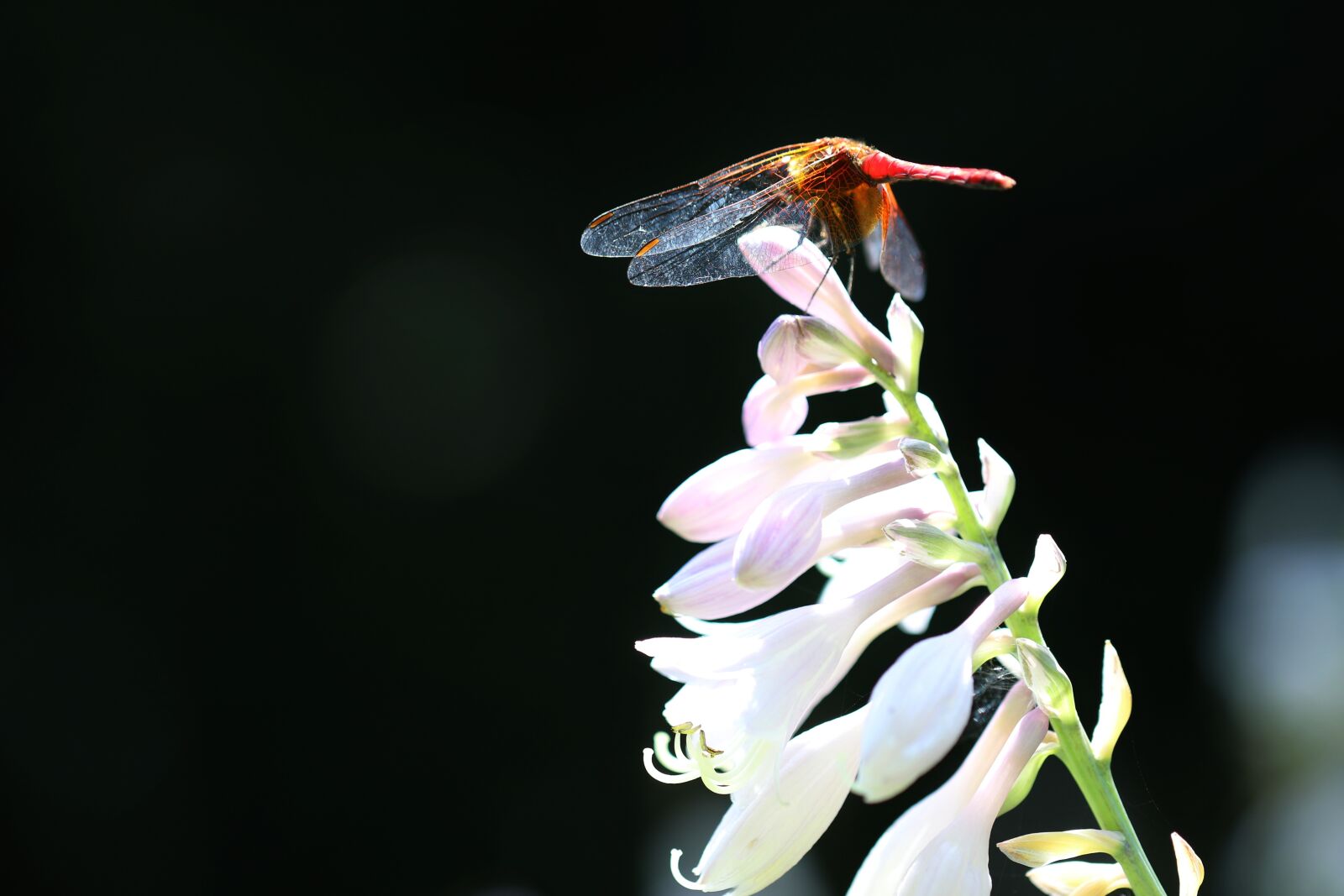 Canon EOS 7D Mark II sample photo. Dragonfly, insects, break photography